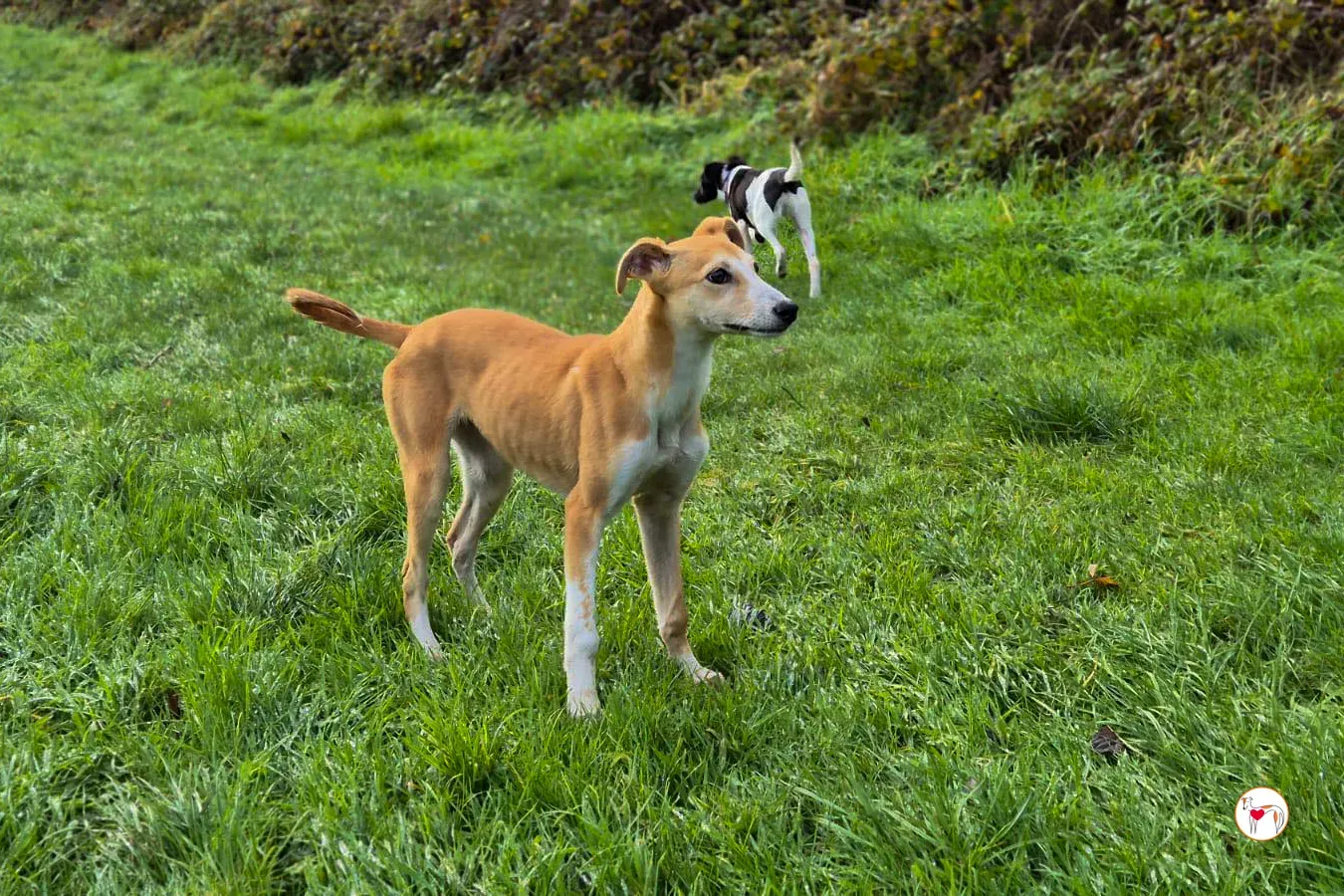 tai chi grey cucciolo adozione 8