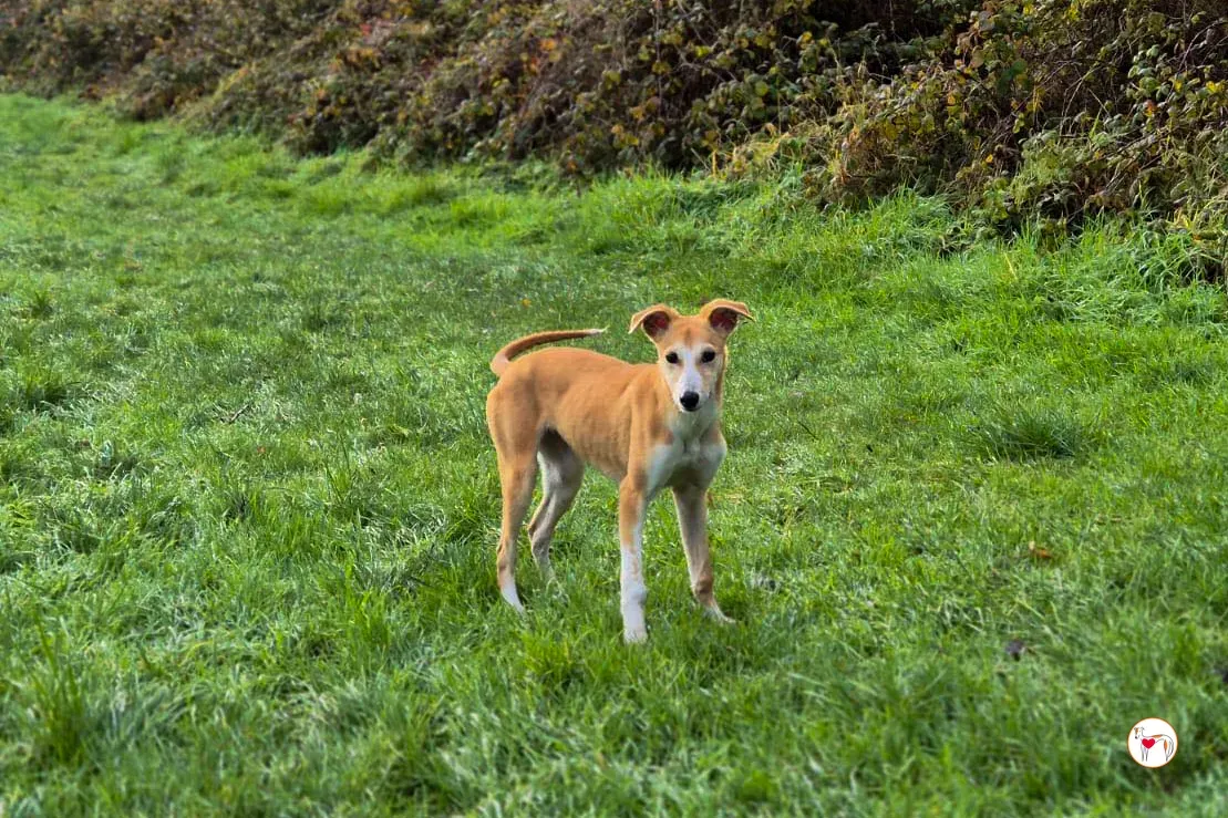 tai chi grey cucciolo adozione 9