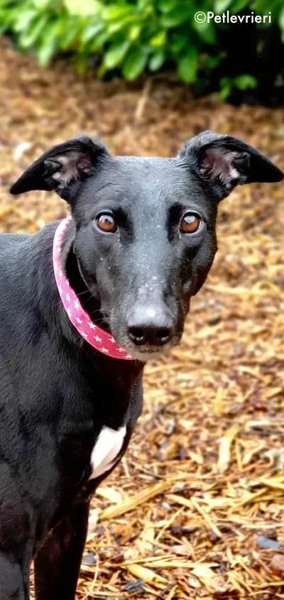 taj adozione levrieri greyhound 1