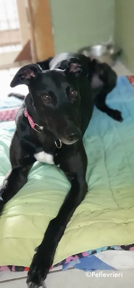 taj adozione levrieri greyhound 10