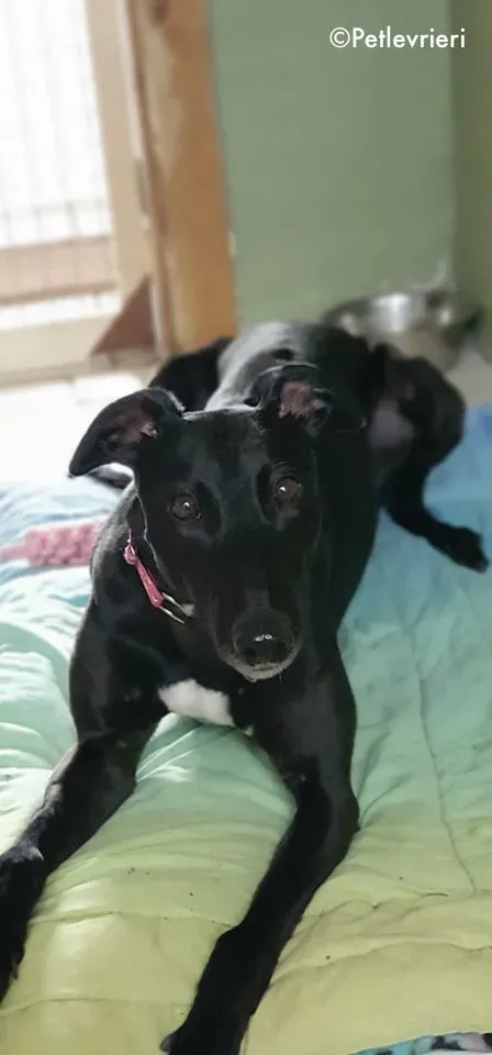 taj adozione levrieri greyhound 11