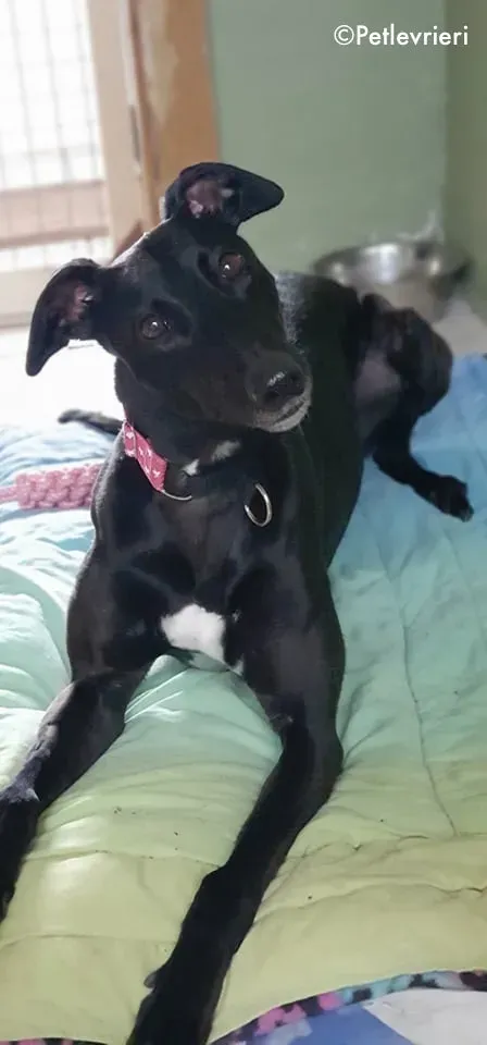 taj adozione levrieri greyhound 12