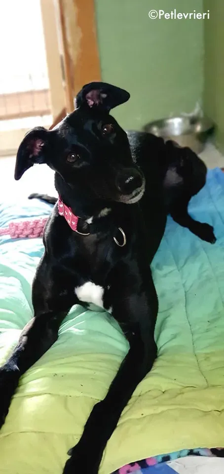 taj adozione levrieri greyhound 13