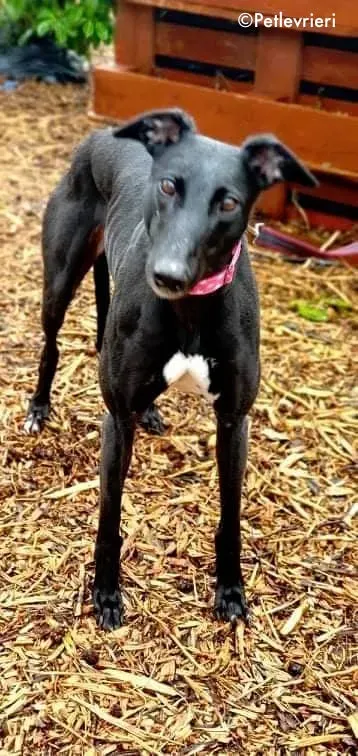 taj adozione levrieri greyhound 2
