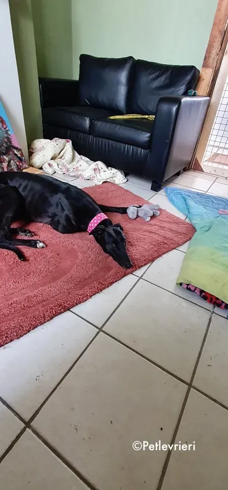 taj adozione levrieri greyhound 3