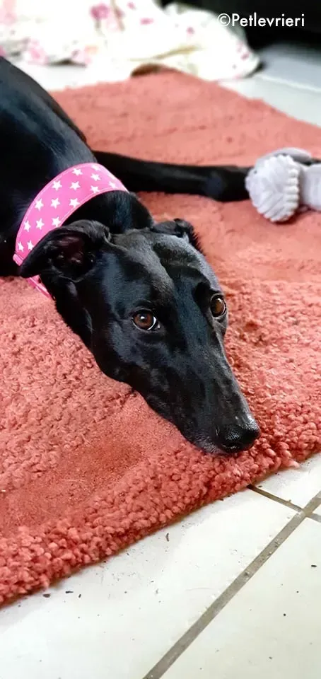 taj adozione levrieri greyhound 4