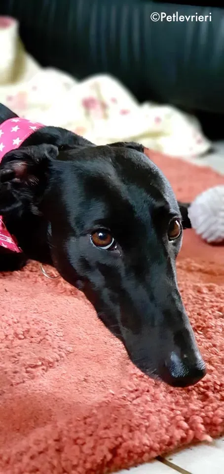 taj adozione levrieri greyhound 5