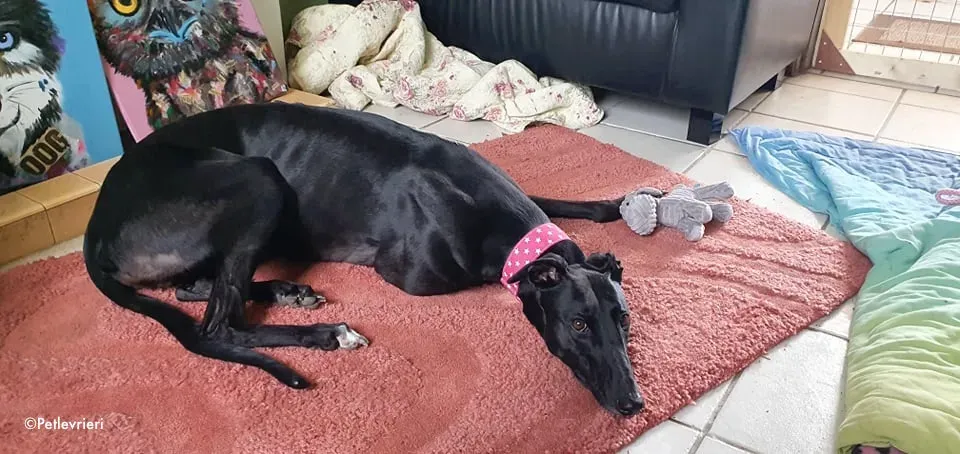 taj adozione levrieri greyhound 6