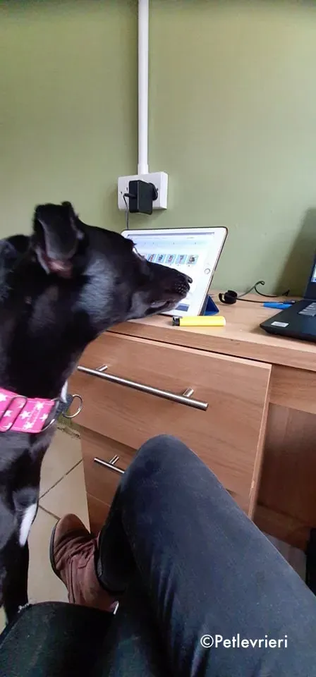 taj adozione levrieri greyhound 7