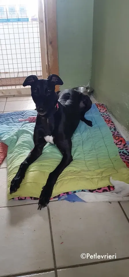 taj adozione levrieri greyhound 8