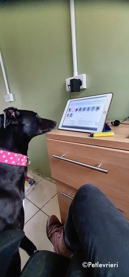 taj adozione levrieri greyhound 9