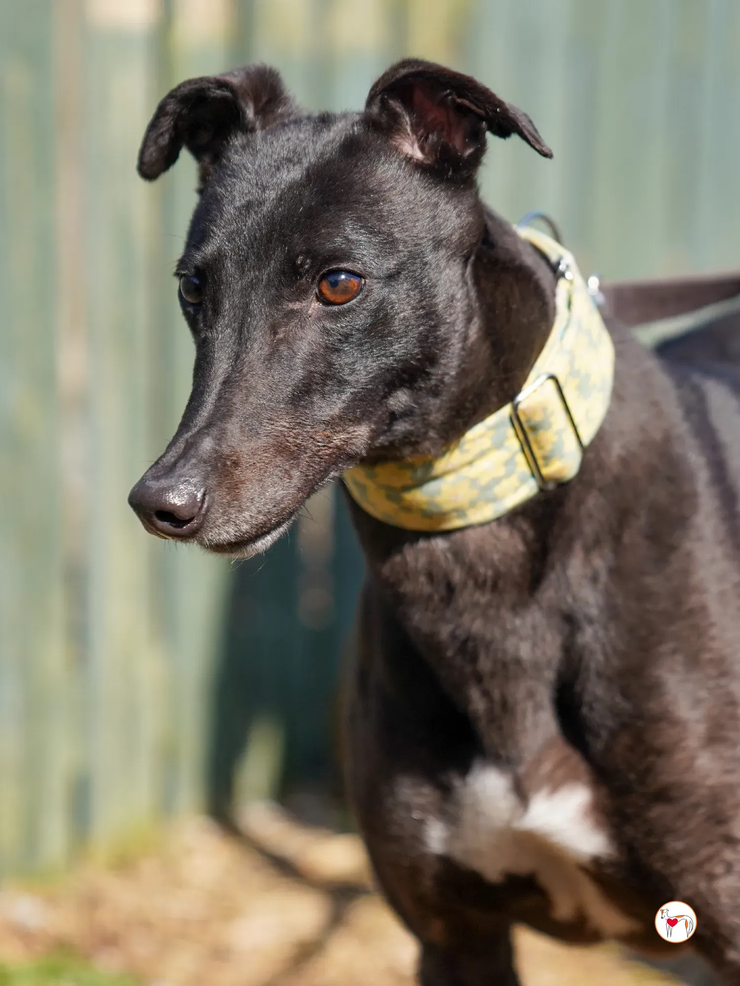 tambourine grey adozione 04
