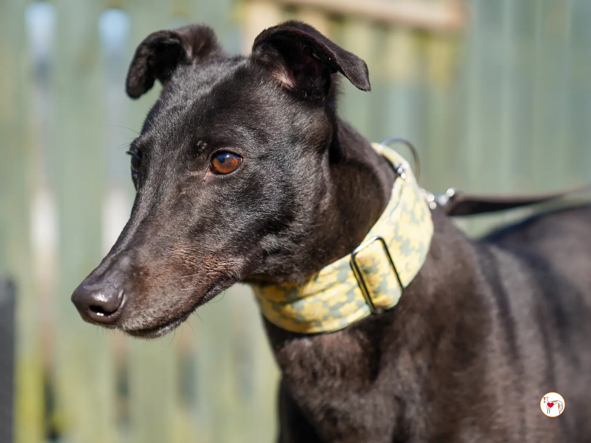 tambourine grey adozione 05