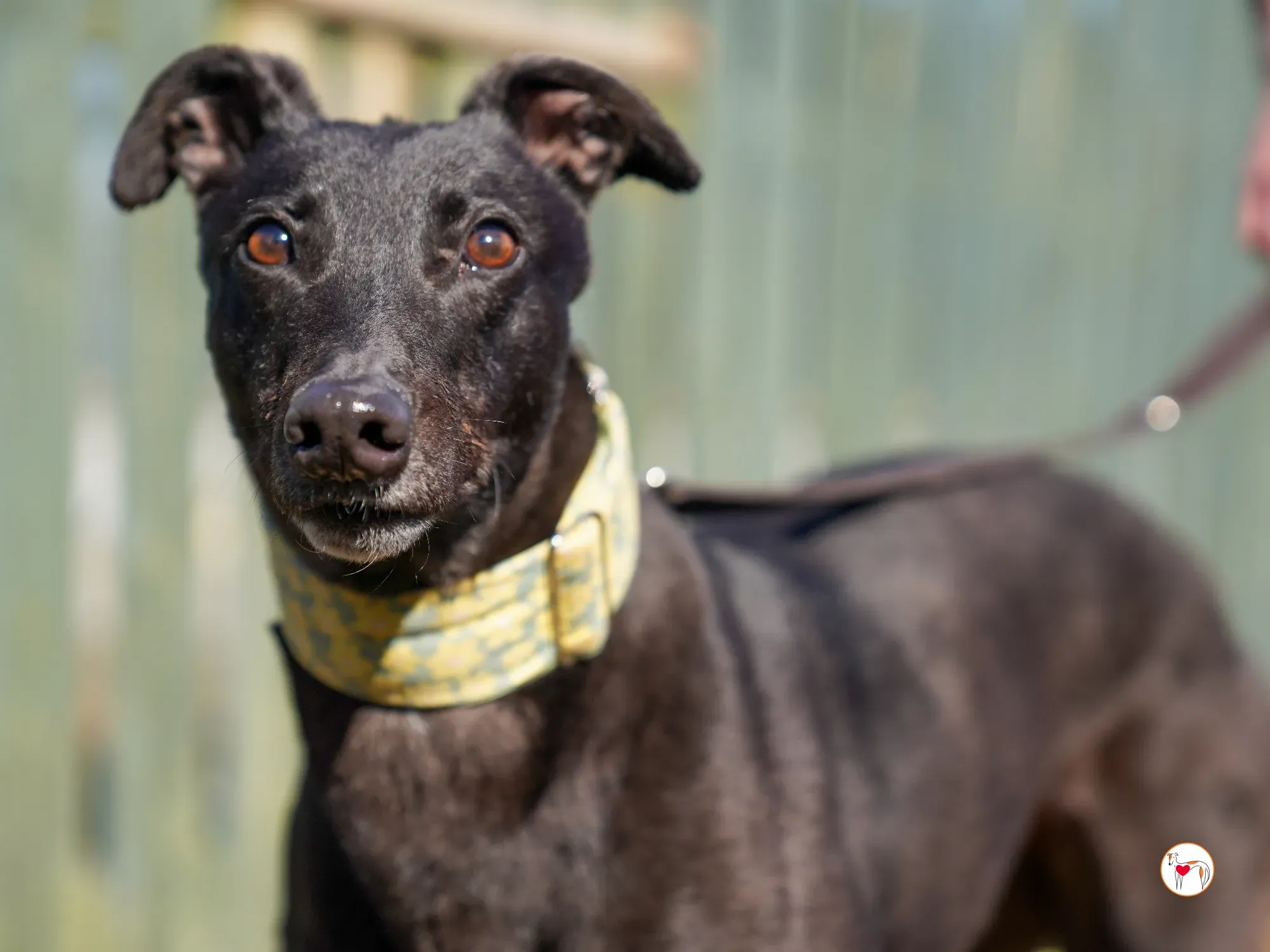 tambourine grey adozione 06