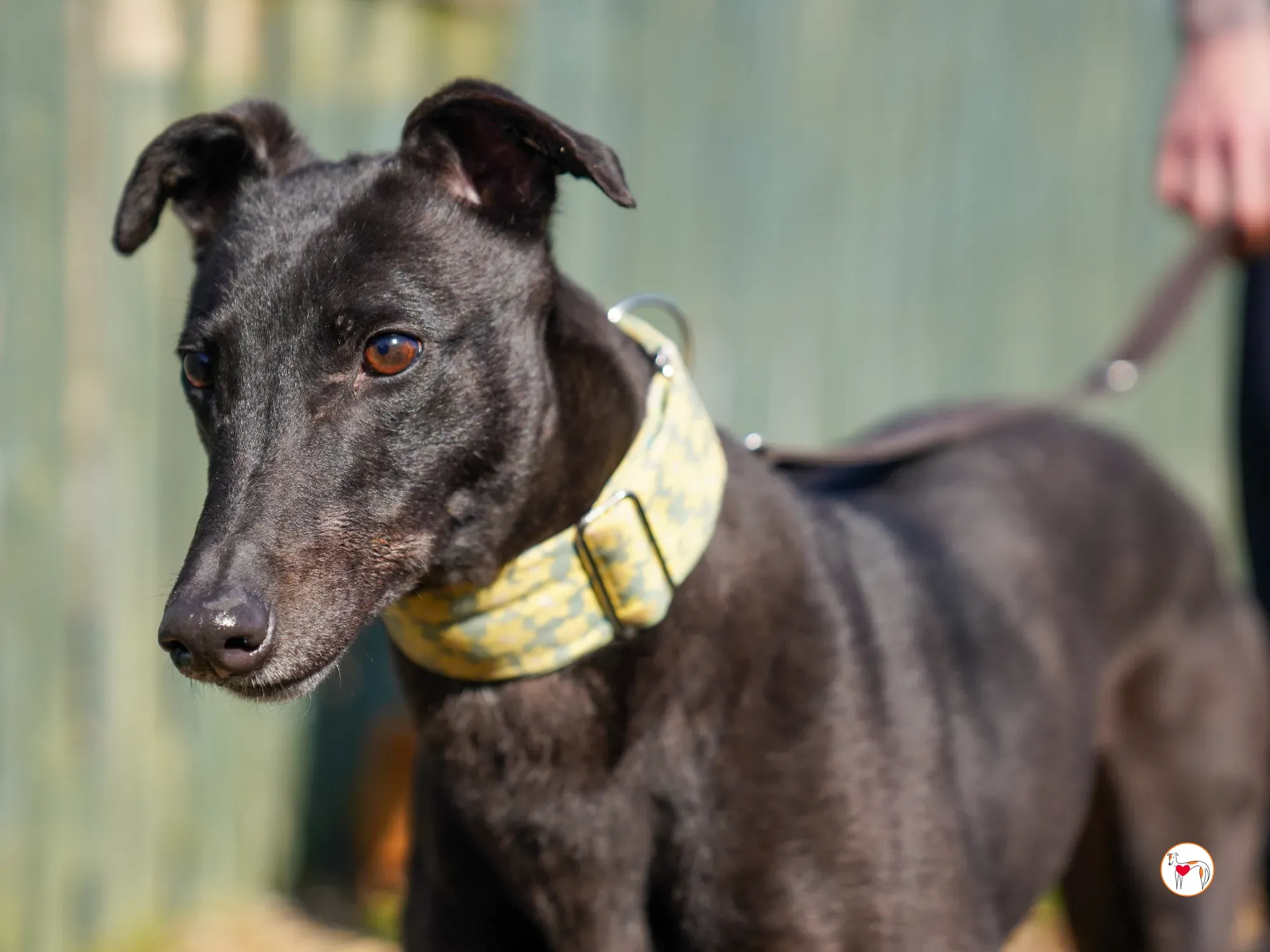 tambourine grey adozione 08