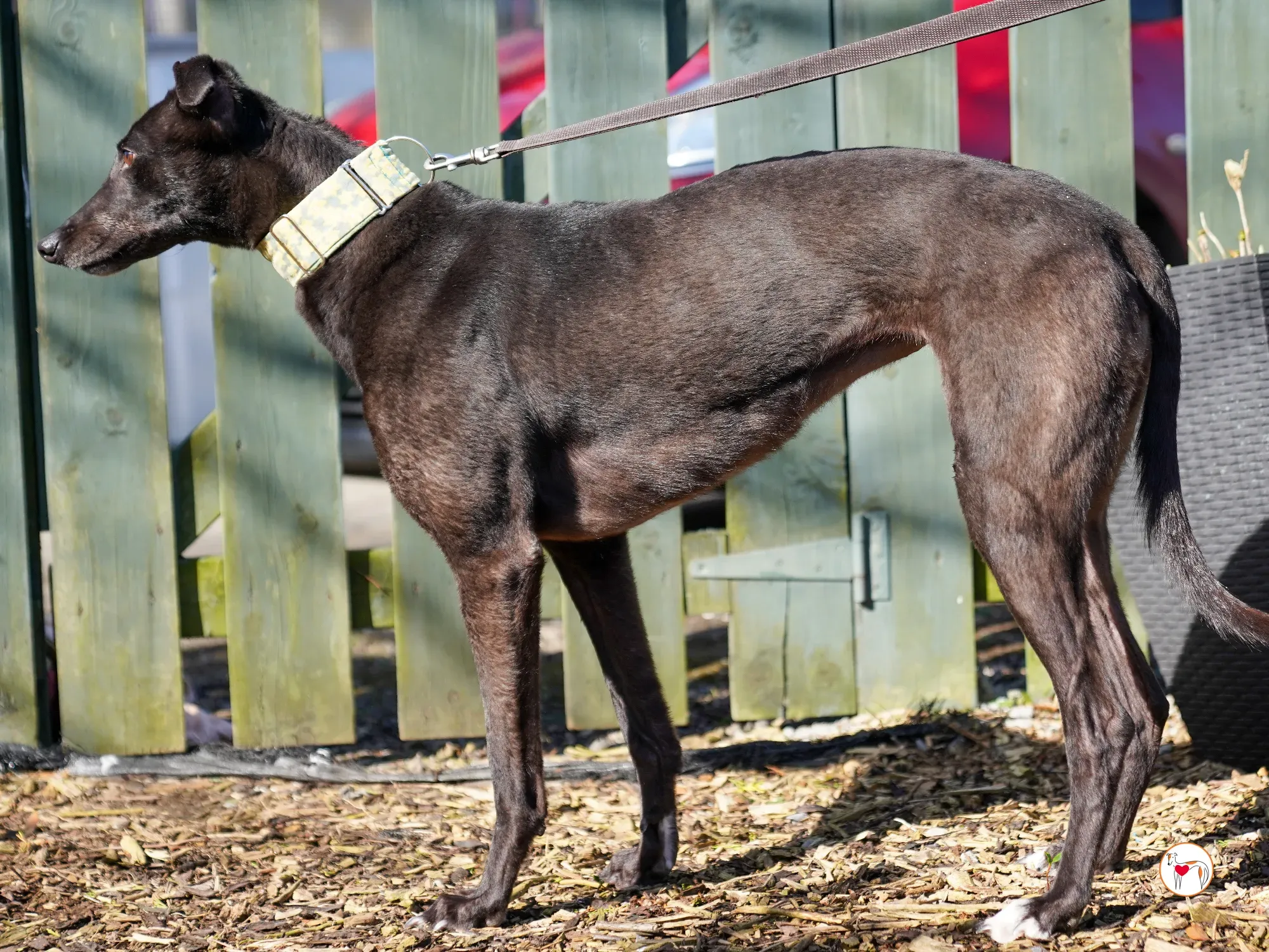 tambourine grey adozione 09