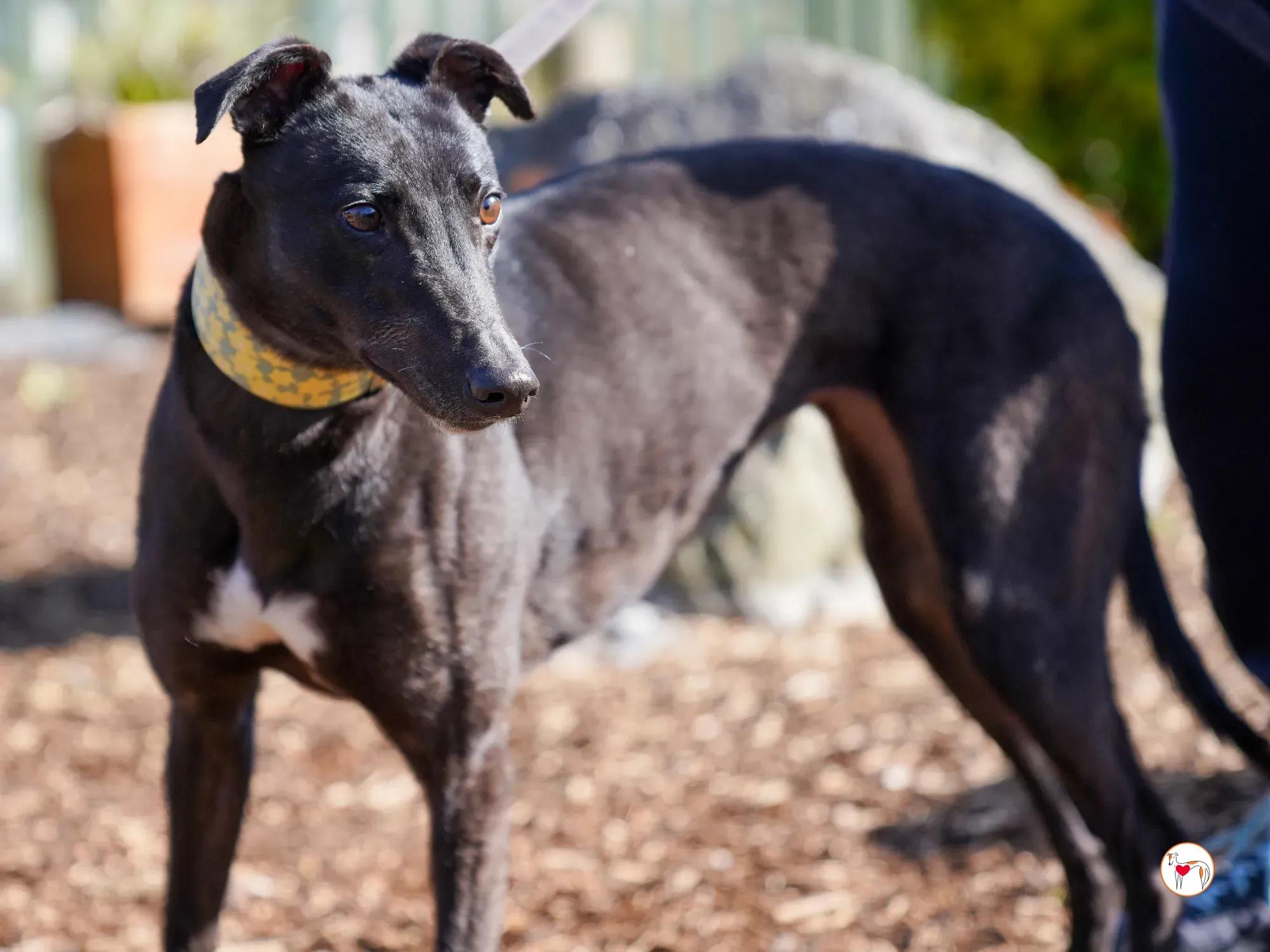 tambourine grey adozione 10