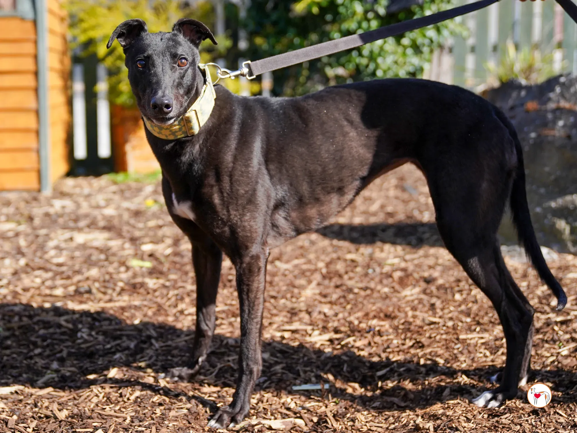 tambourine grey adozione 11