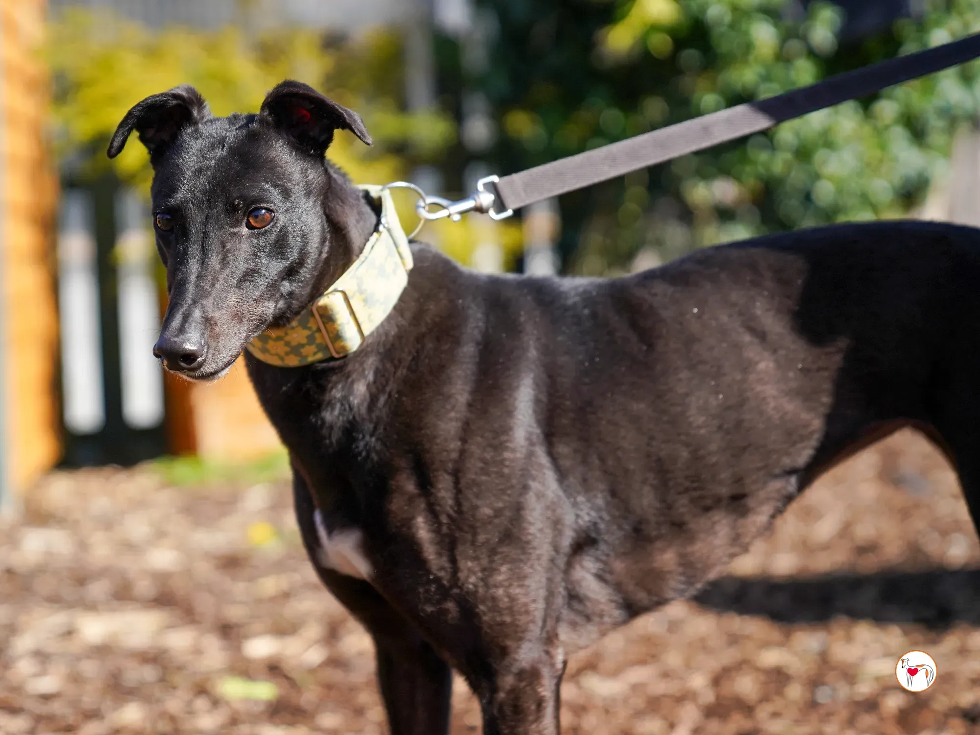 tambourine grey adozione 12