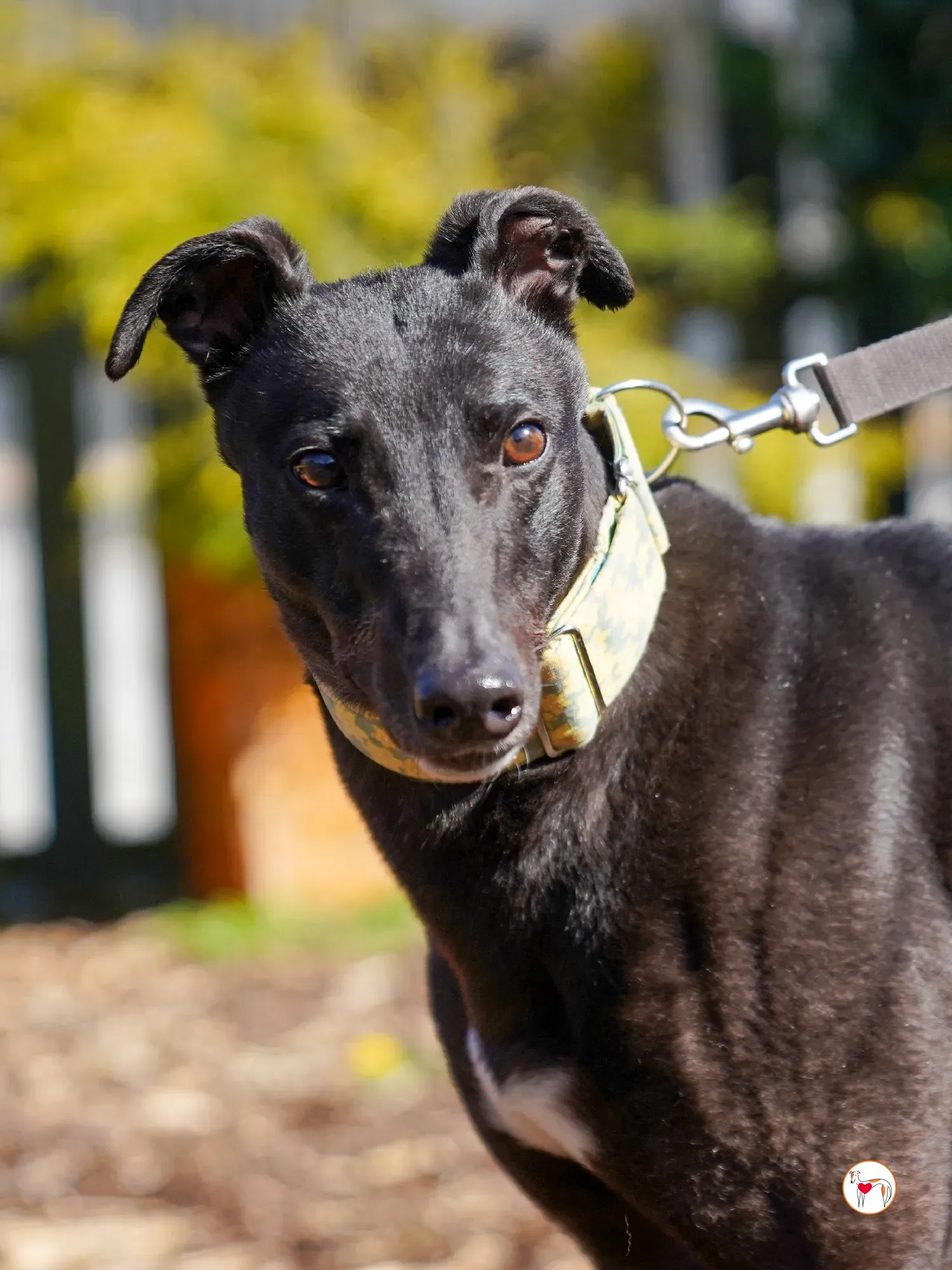 tambourine grey adozione 13
