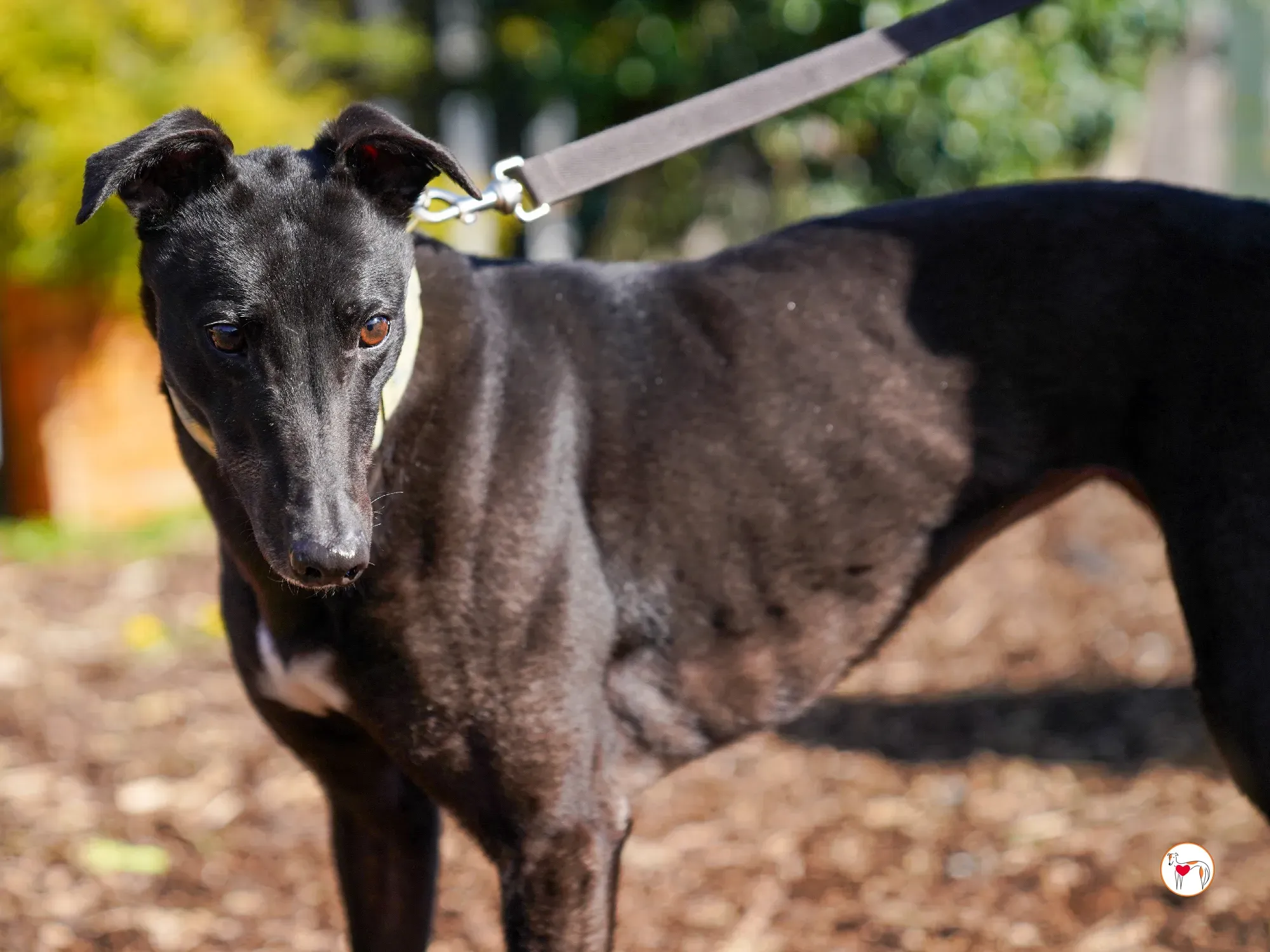 tambourine grey adozione 14