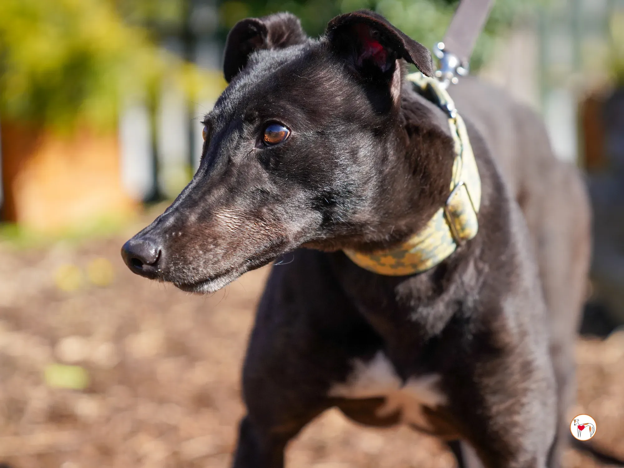 tambourine grey adozione 15