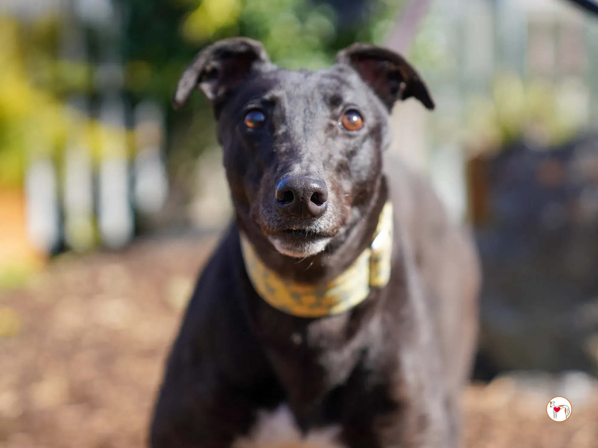 tambourine grey adozione 16