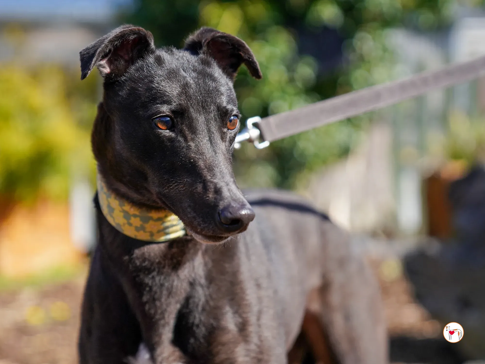 tambourine grey adozione 17