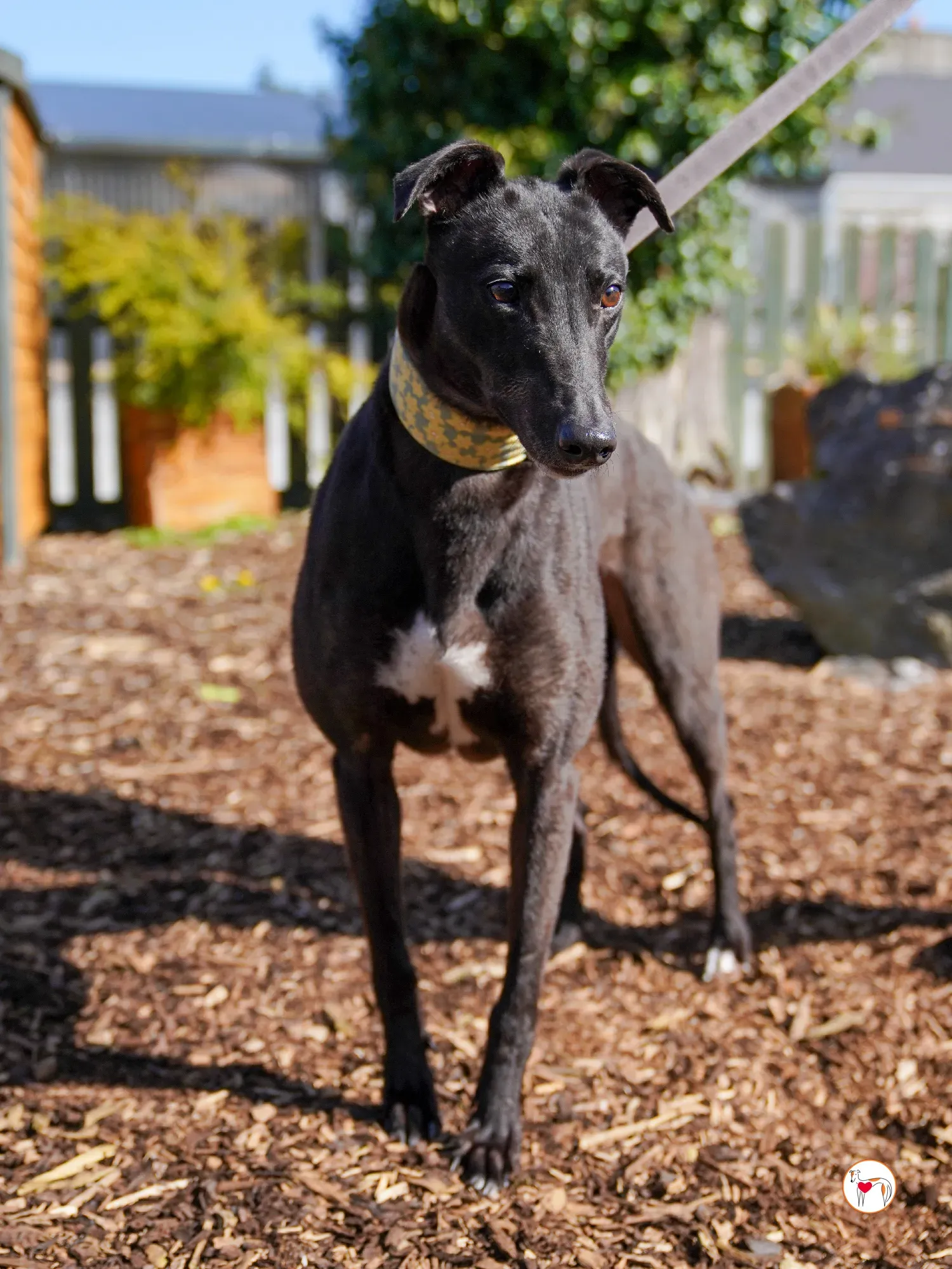 tambourine grey adozione 18