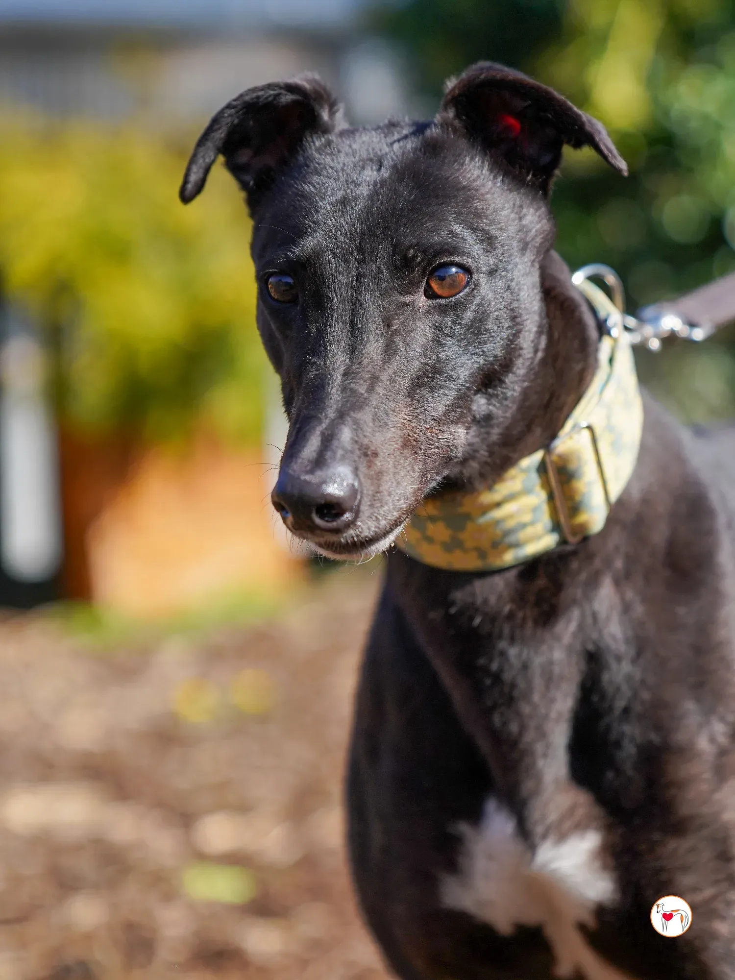 tambourine grey adozione 19