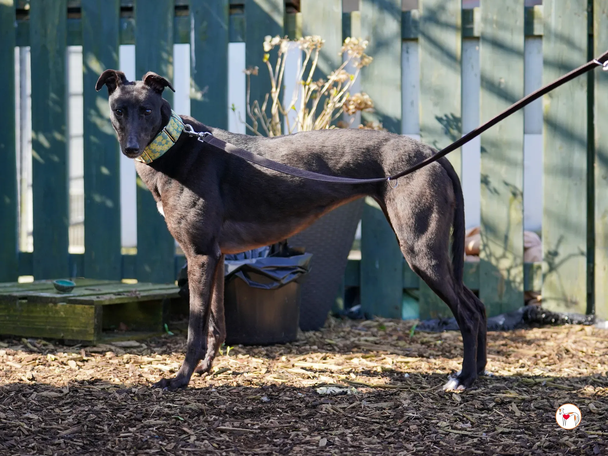 tambourine grey adozione 21
