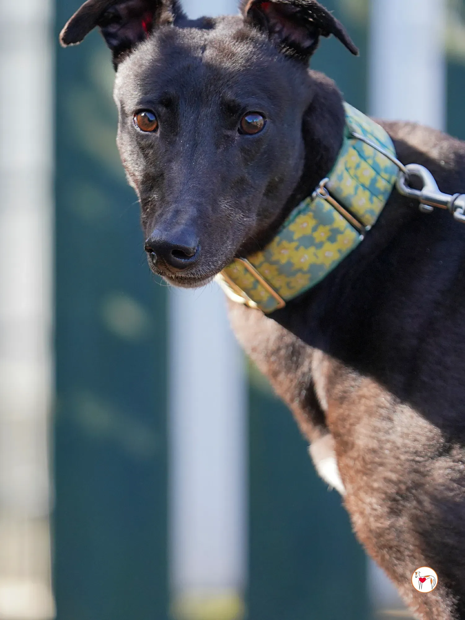 tambourine grey adozione 22