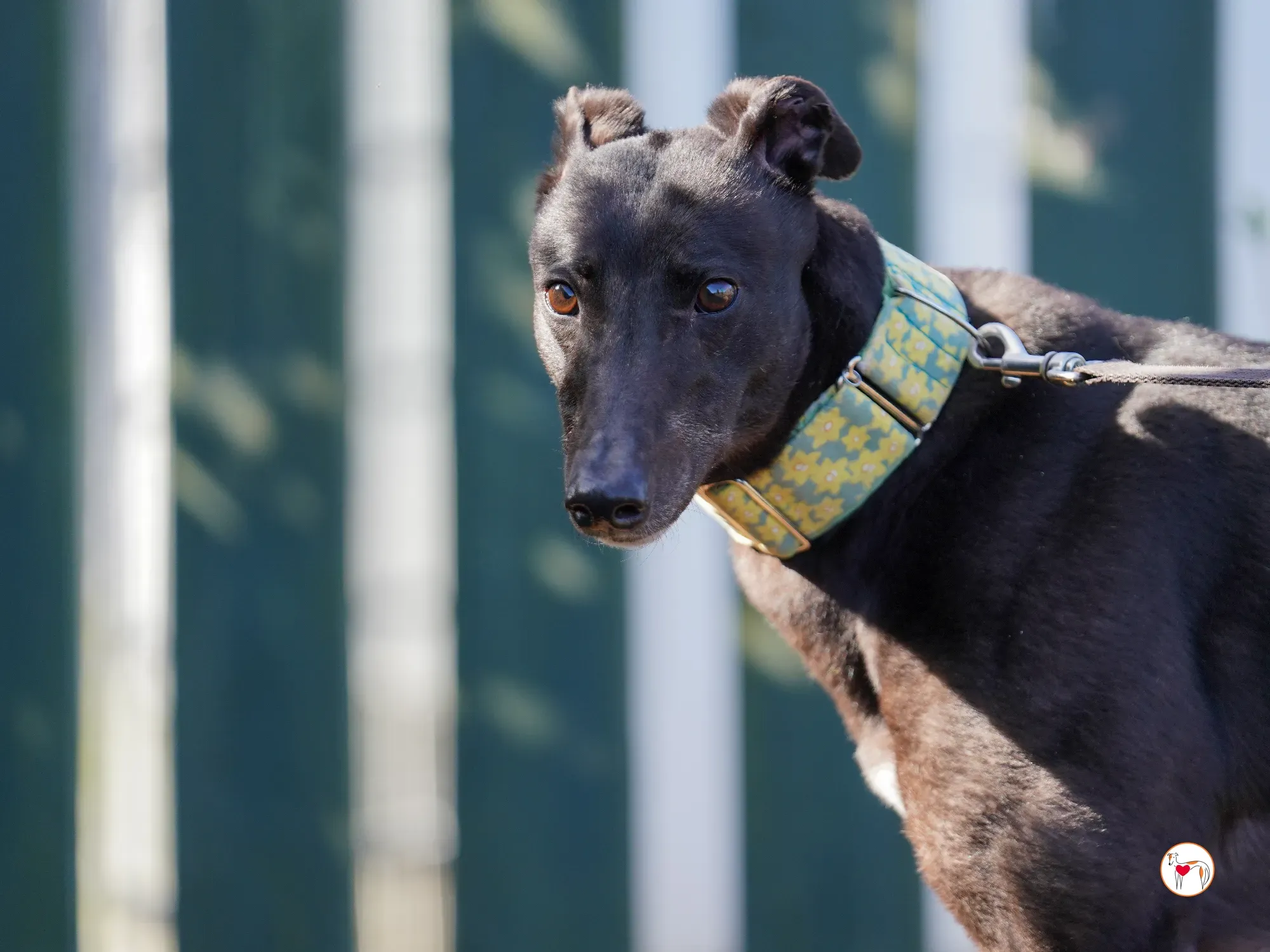 tambourine grey adozione 23