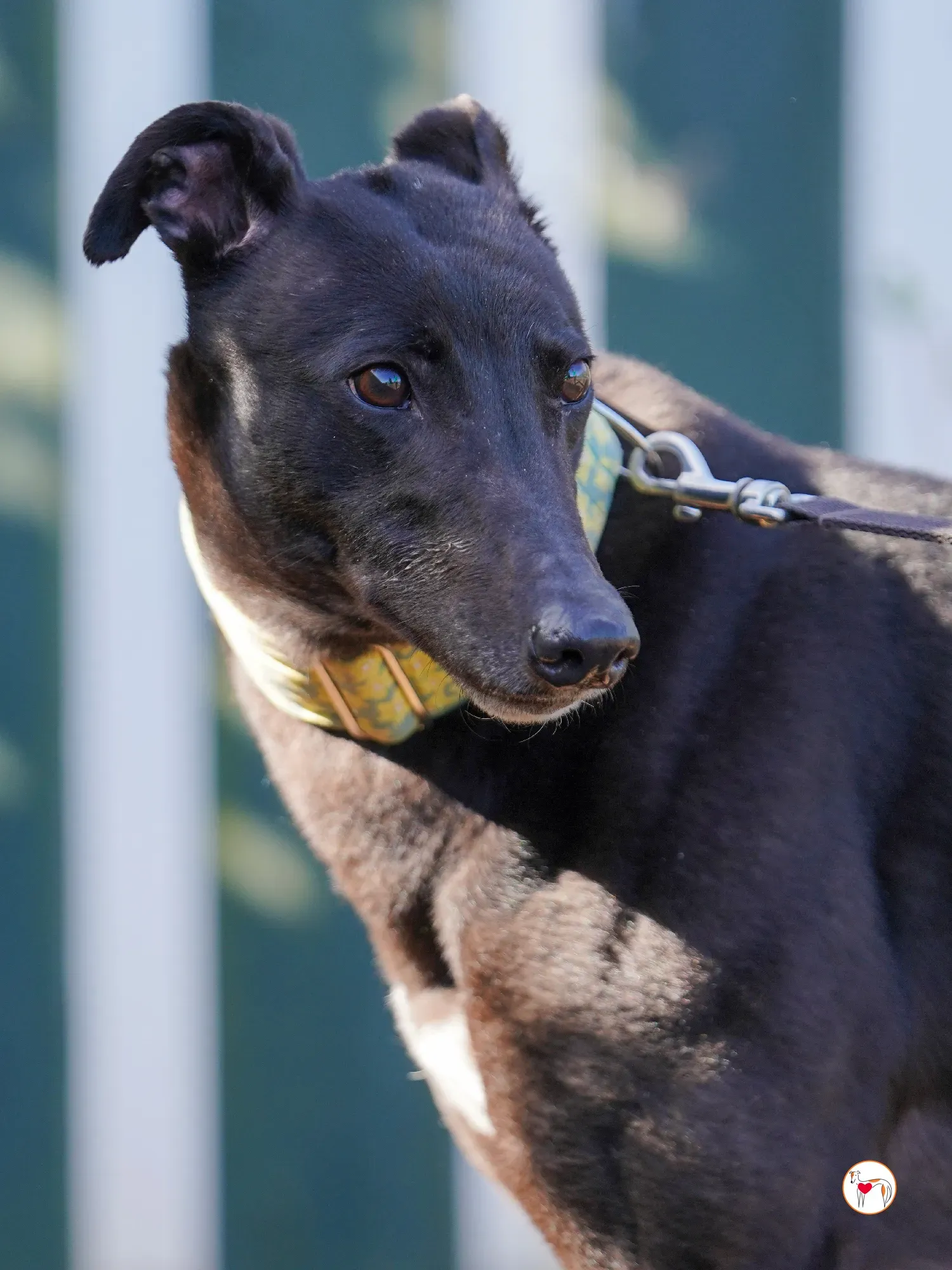 tambourine grey adozione 24