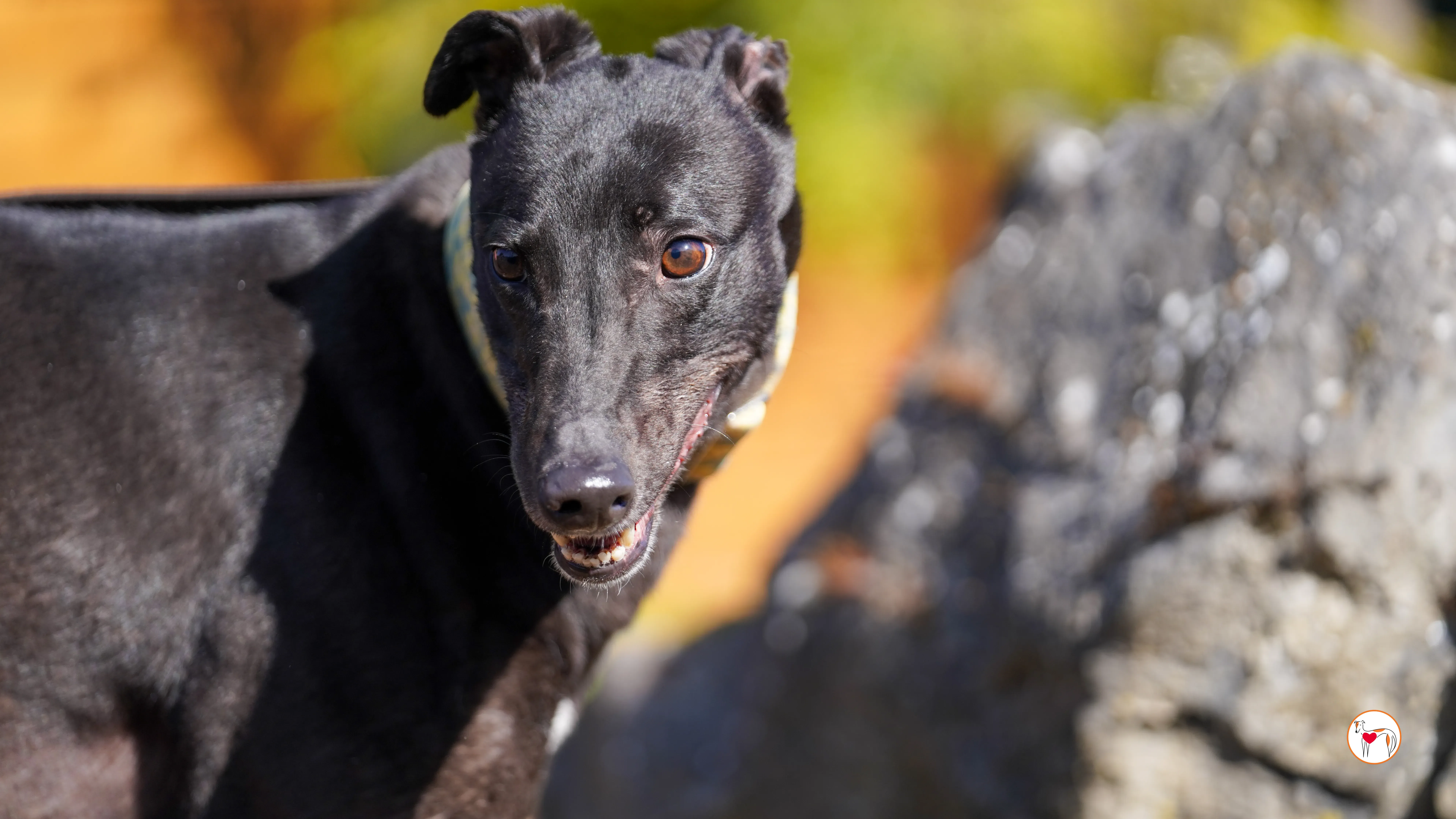 tambourine grey adozione 25