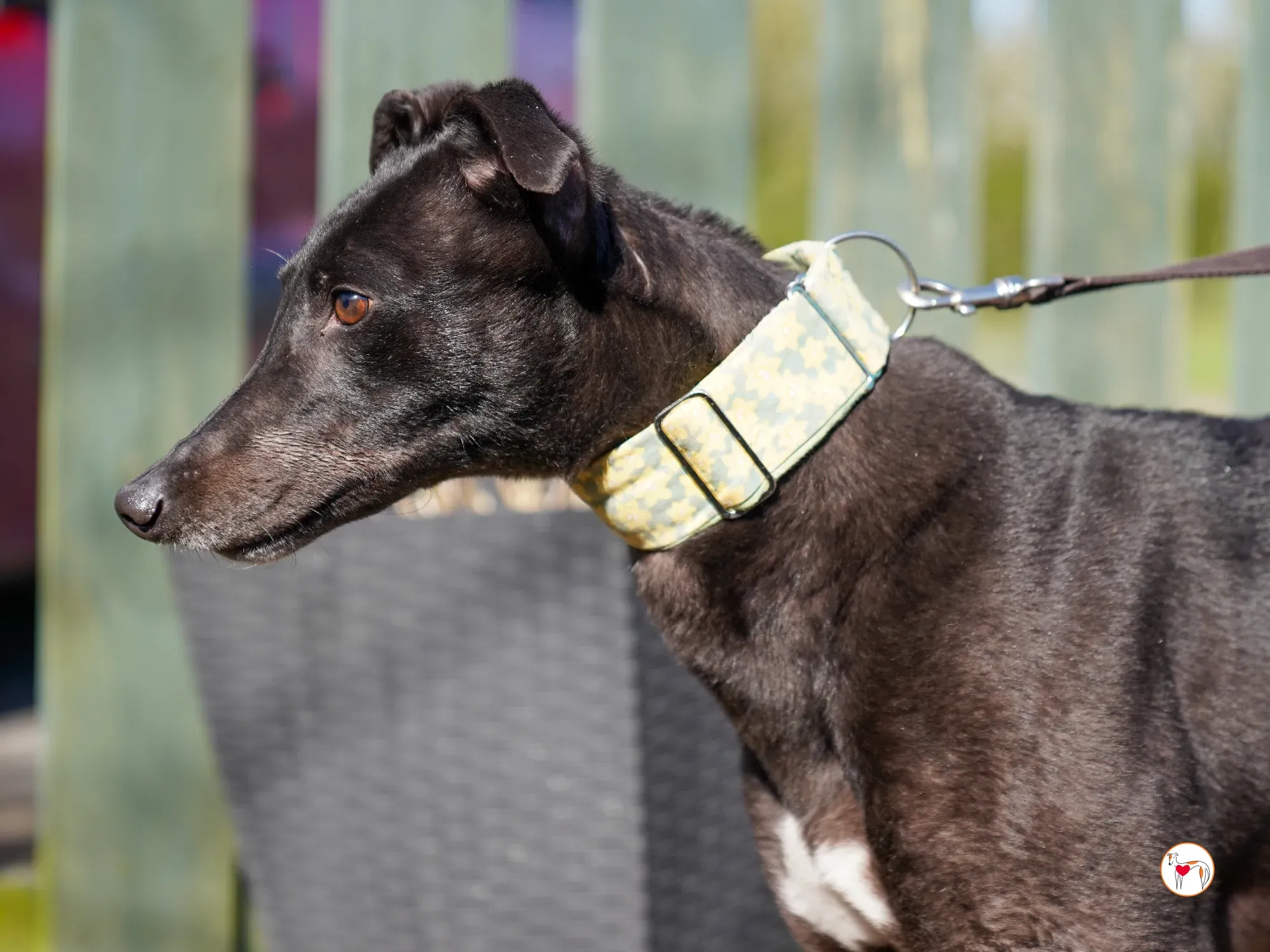 tambourine grey adozione 26