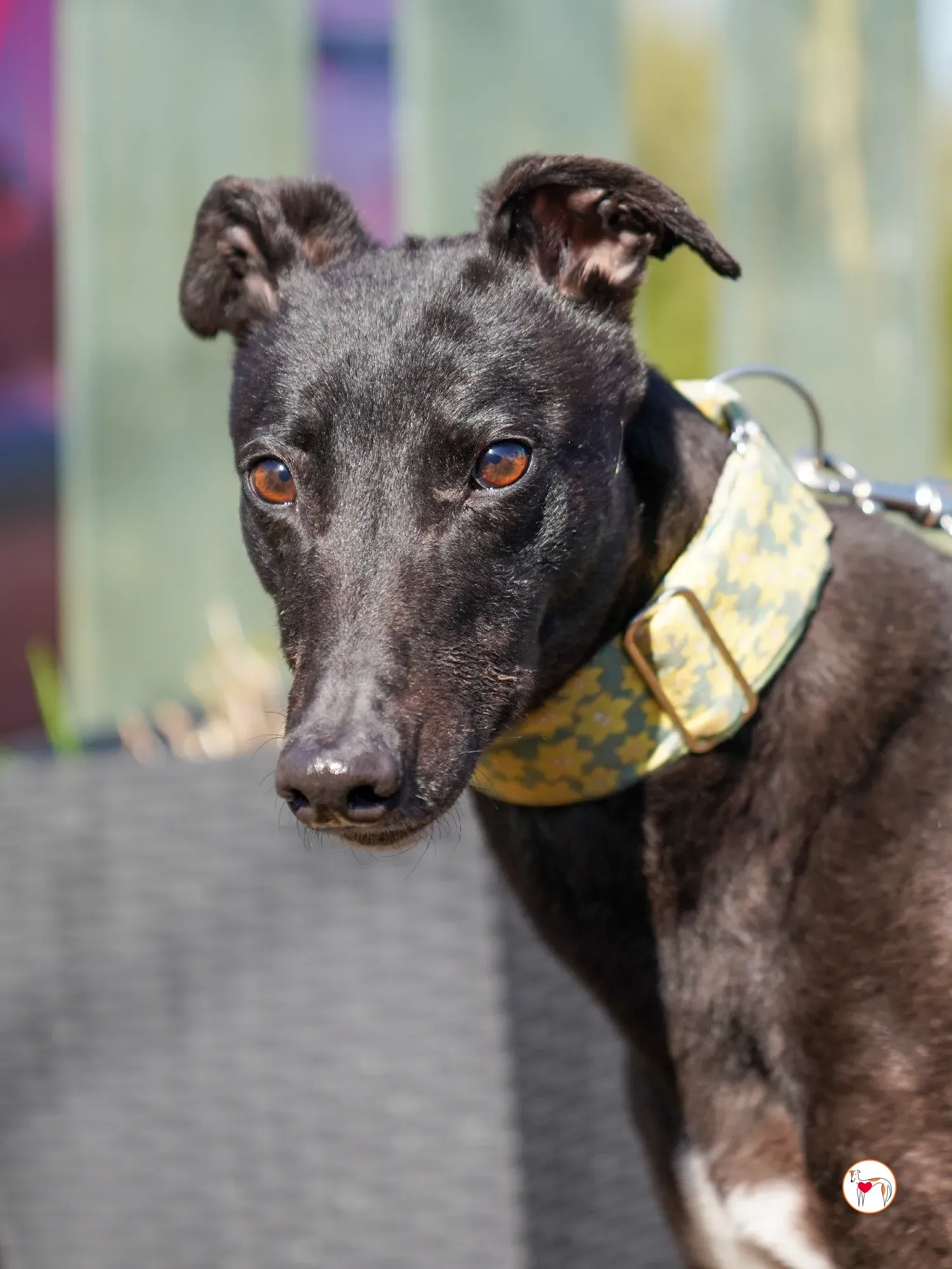 tambourine grey adozione 27