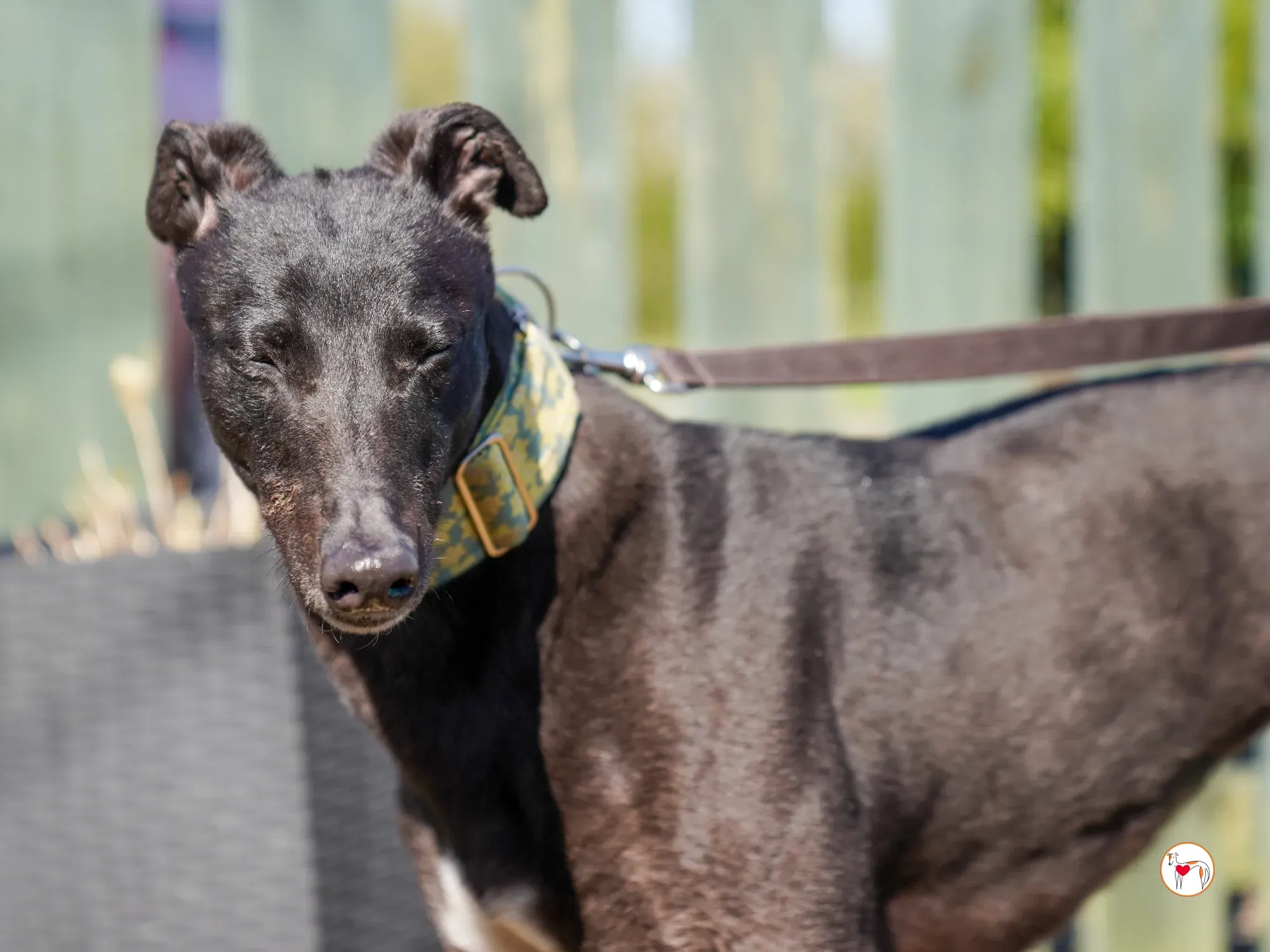 tambourine grey adozione 28