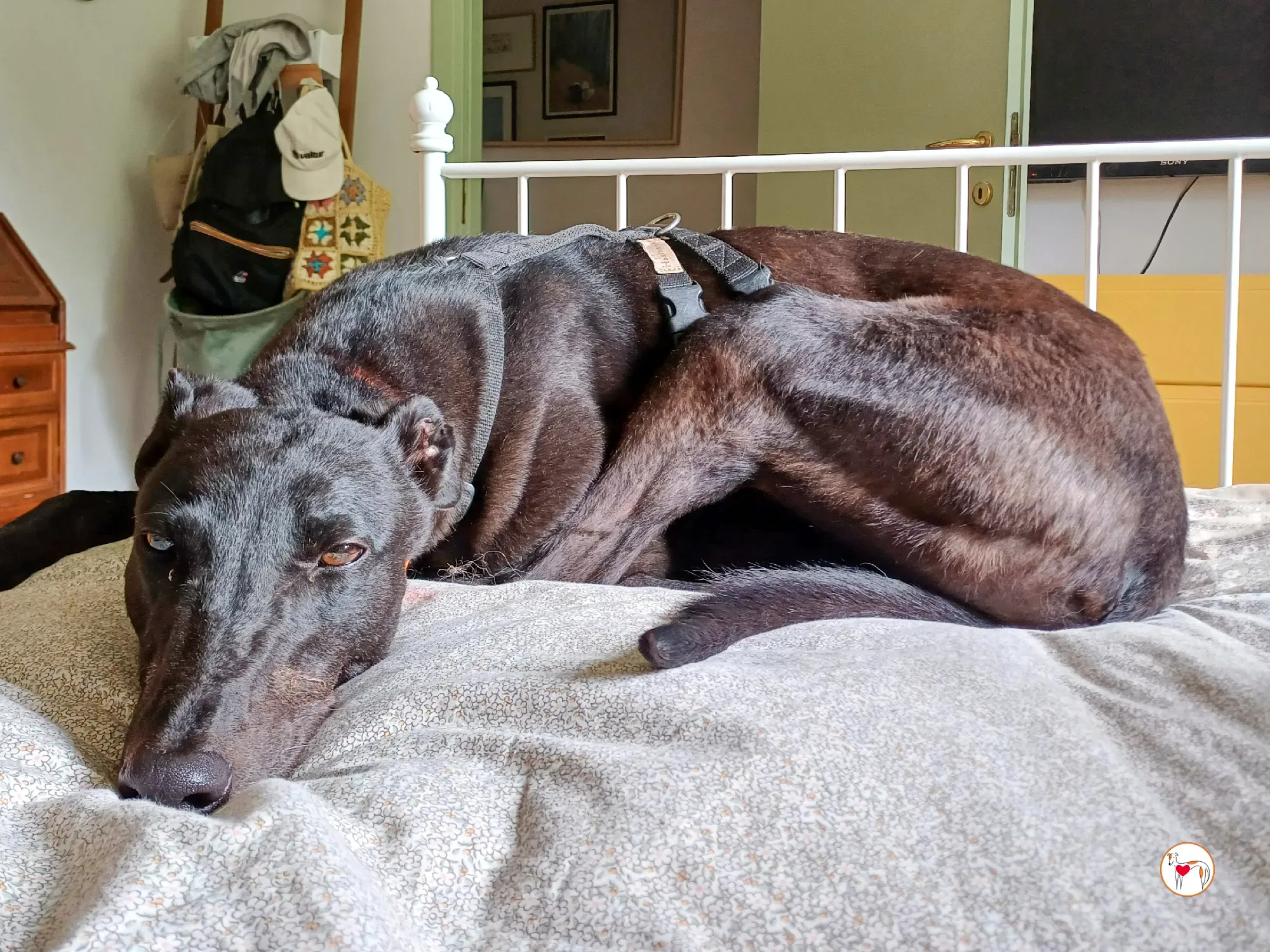 tambourine grey adozione 48