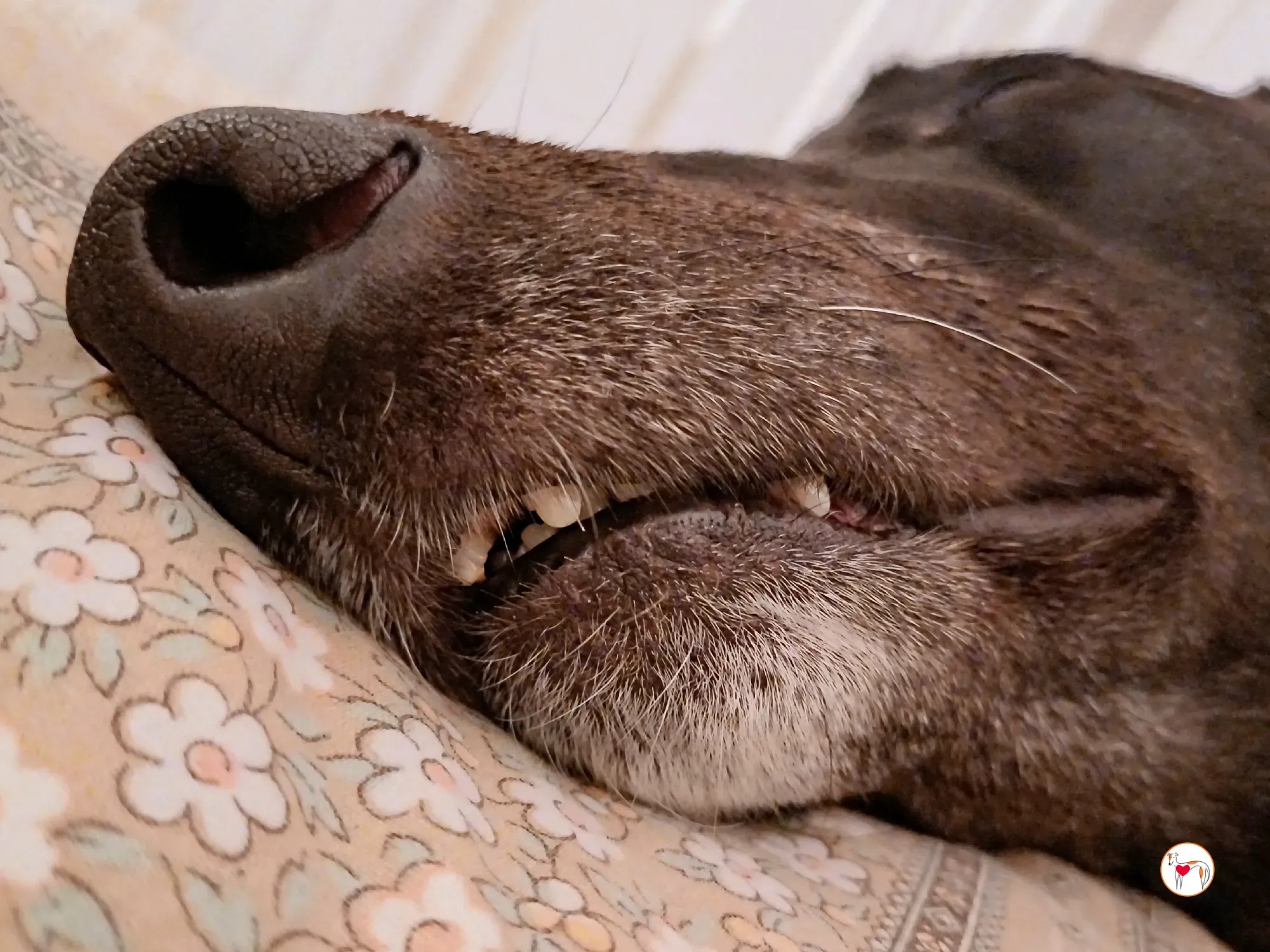 tambourine grey adozione 49