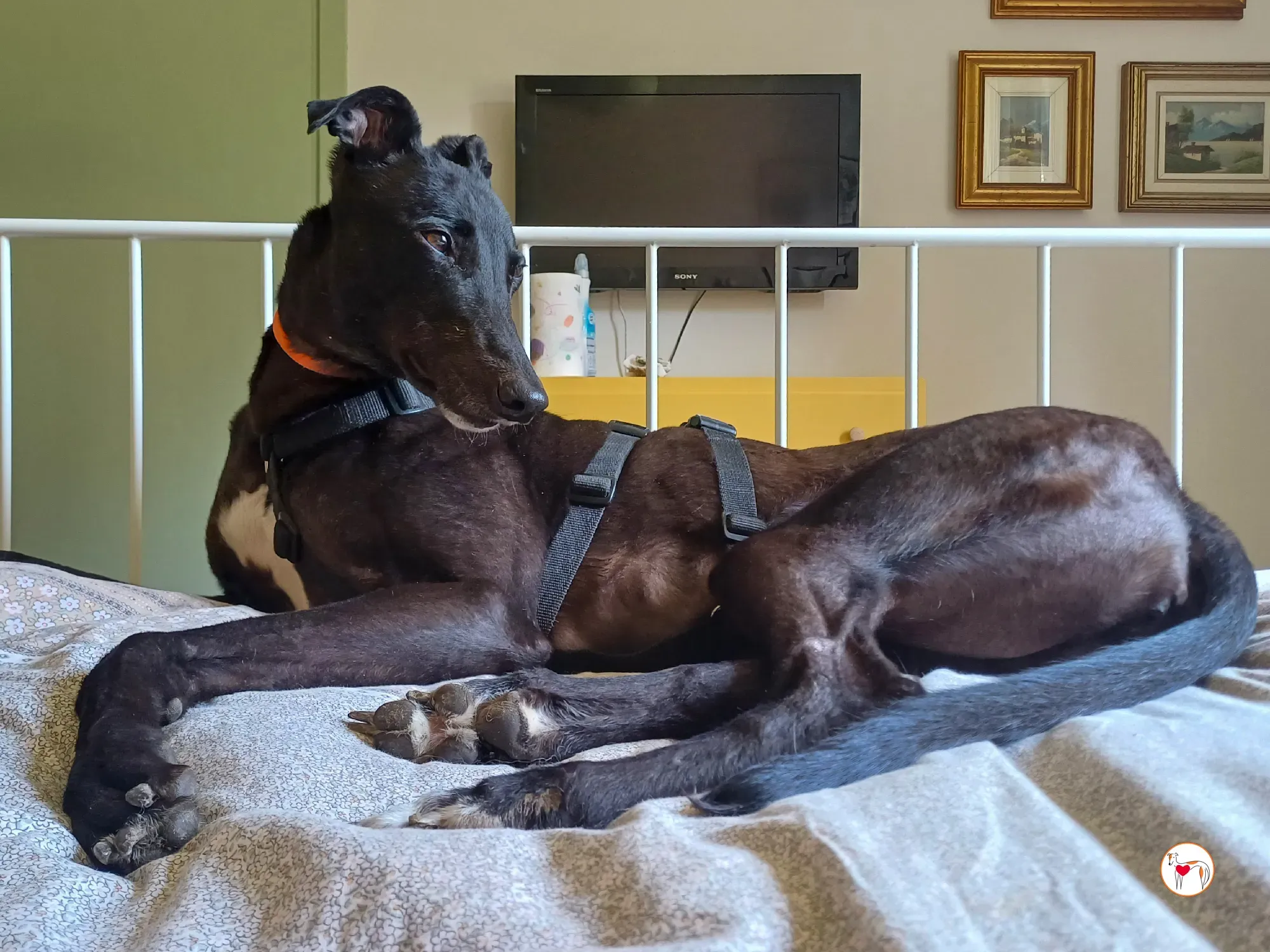 tambourine grey adozione 50