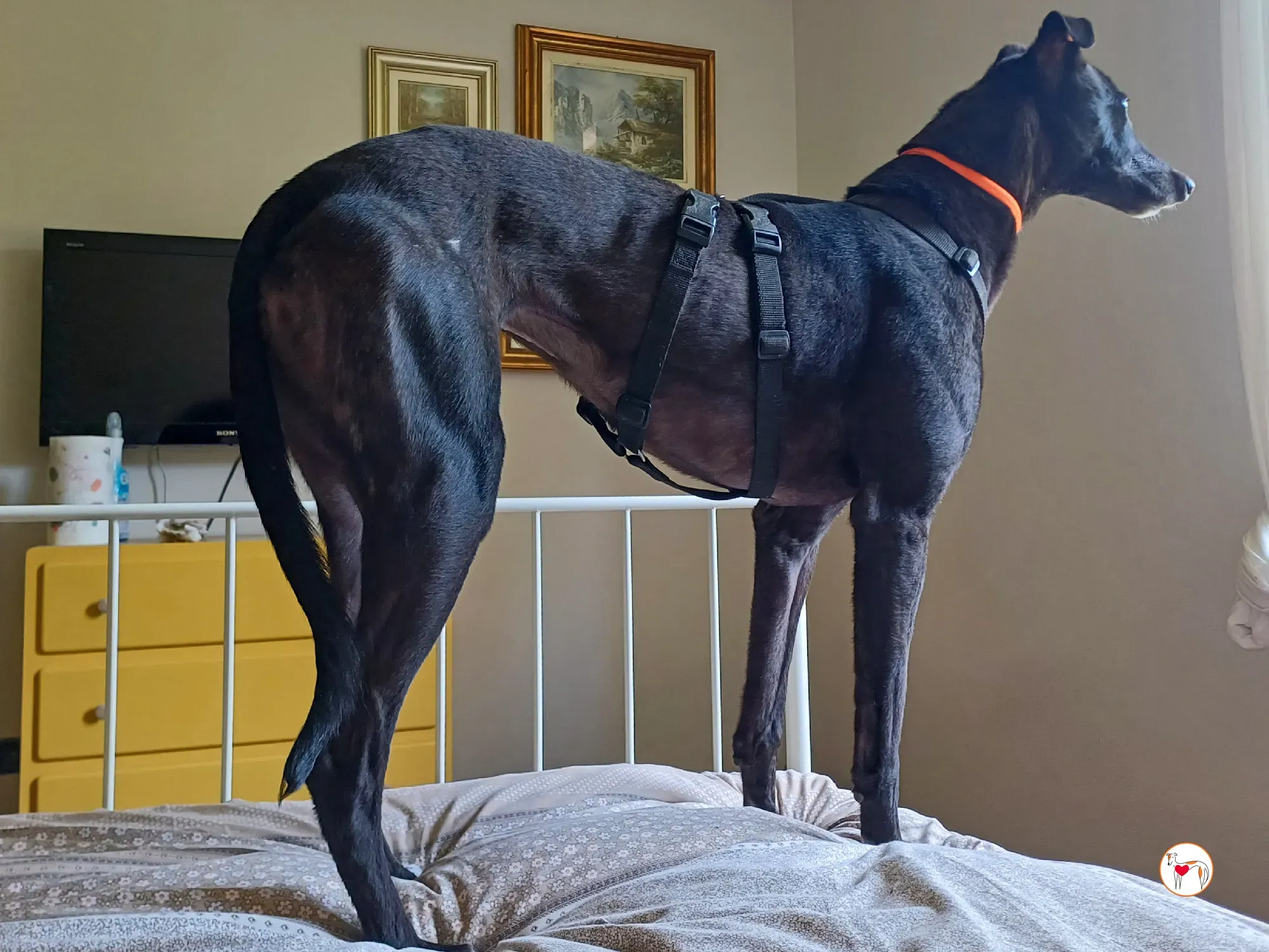 tambourine grey adozione 51