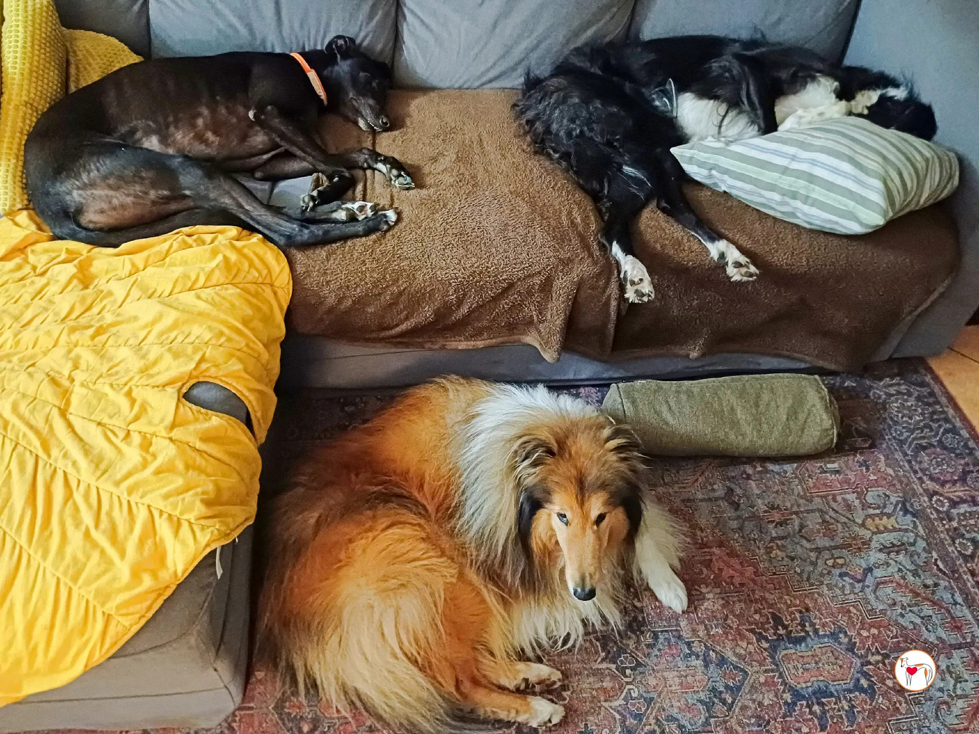 tambourine grey adozione 52