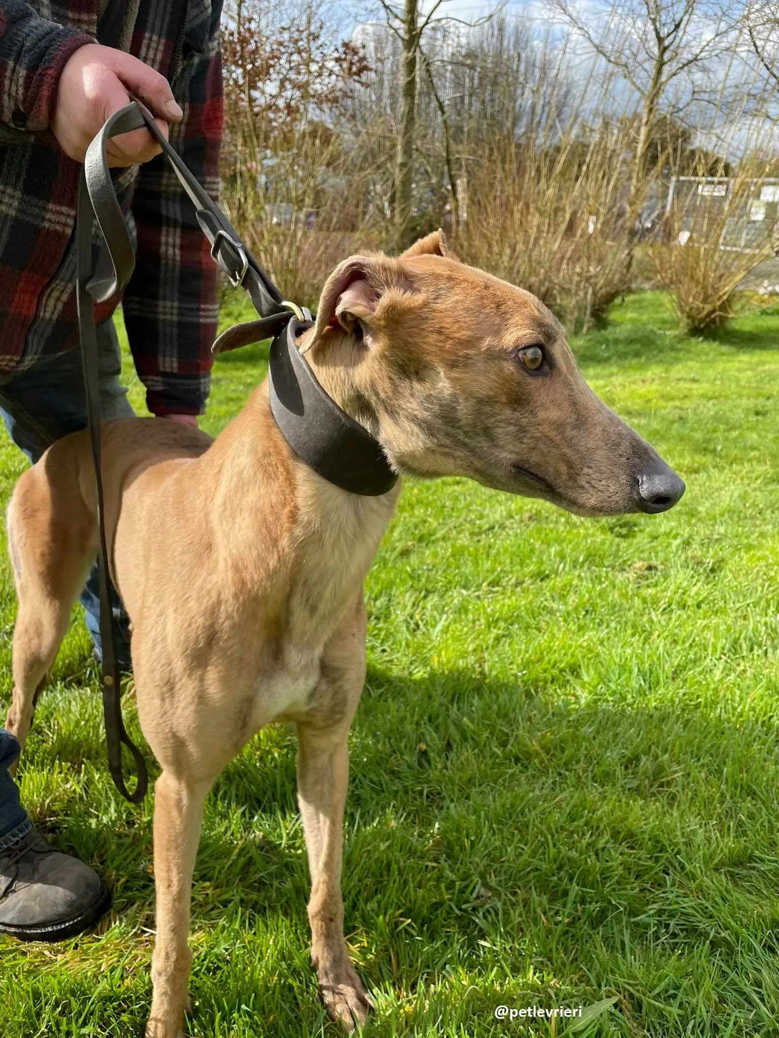 tammy adozione greyhound 1