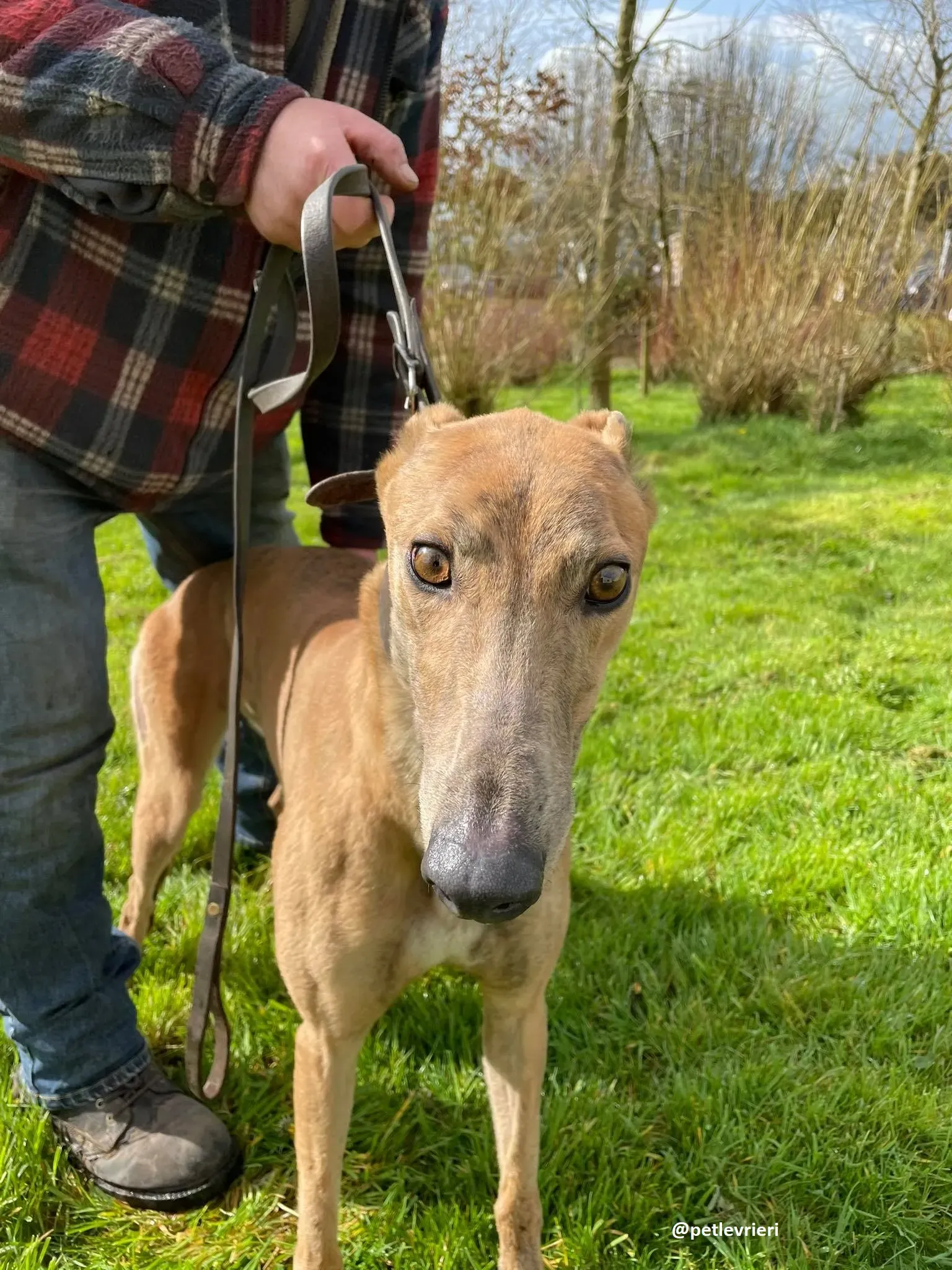 tammy adozione greyhound 2