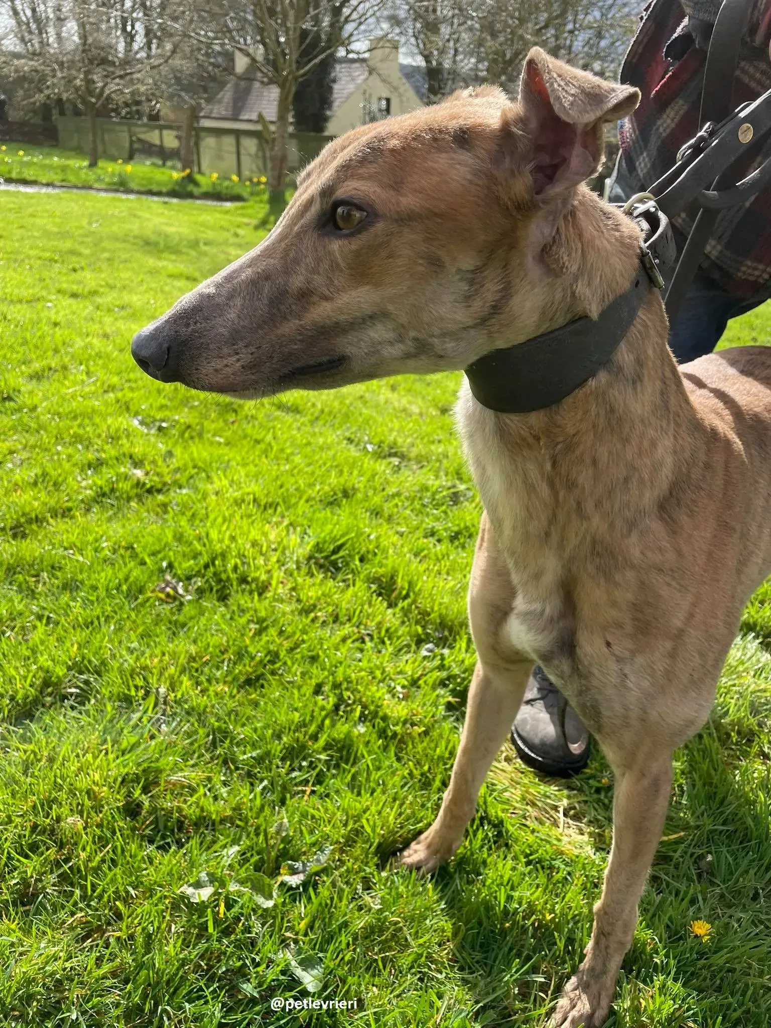 tammy adozione greyhound 3