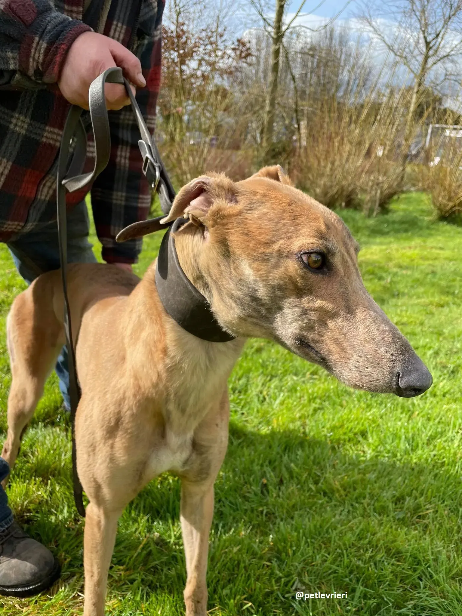 tammy adozione greyhound 4