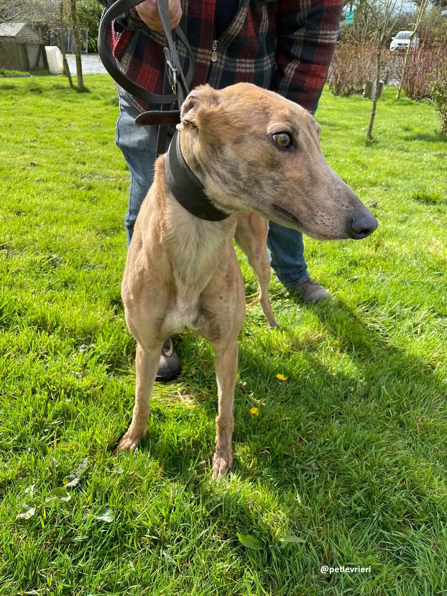 tammy adozione greyhound 5