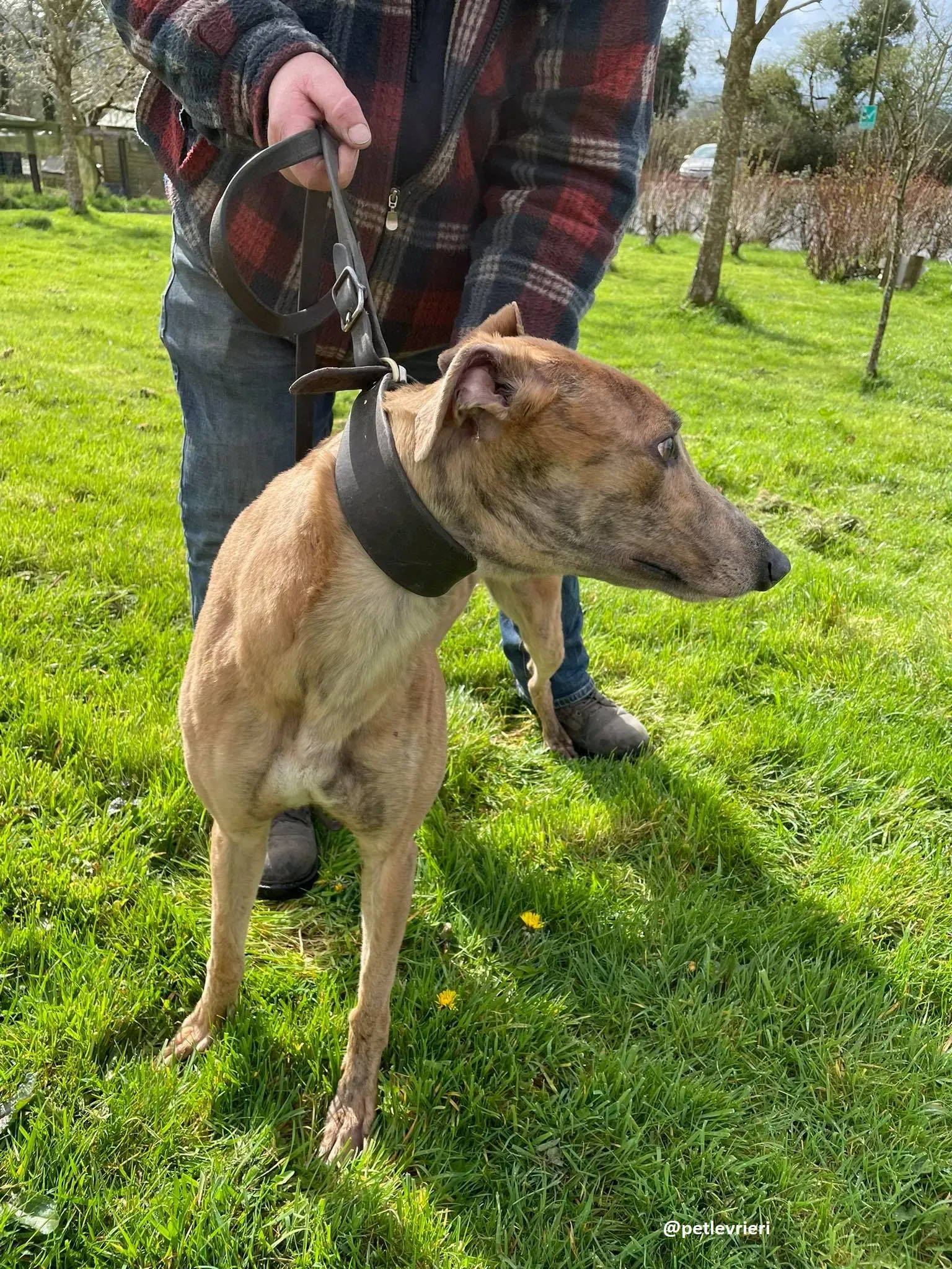 tammy adozione greyhound 6