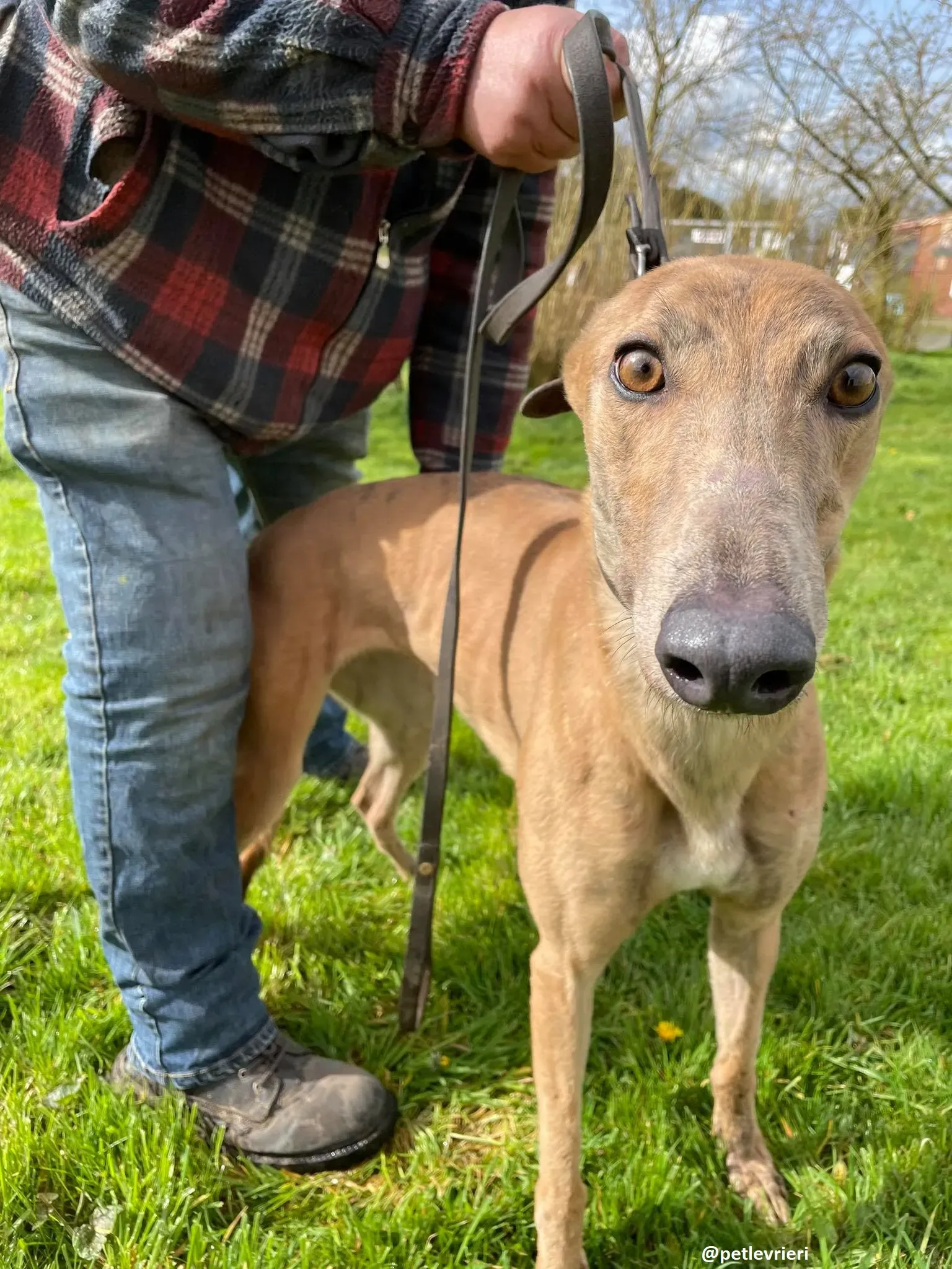 tammy adozione greyhound 7